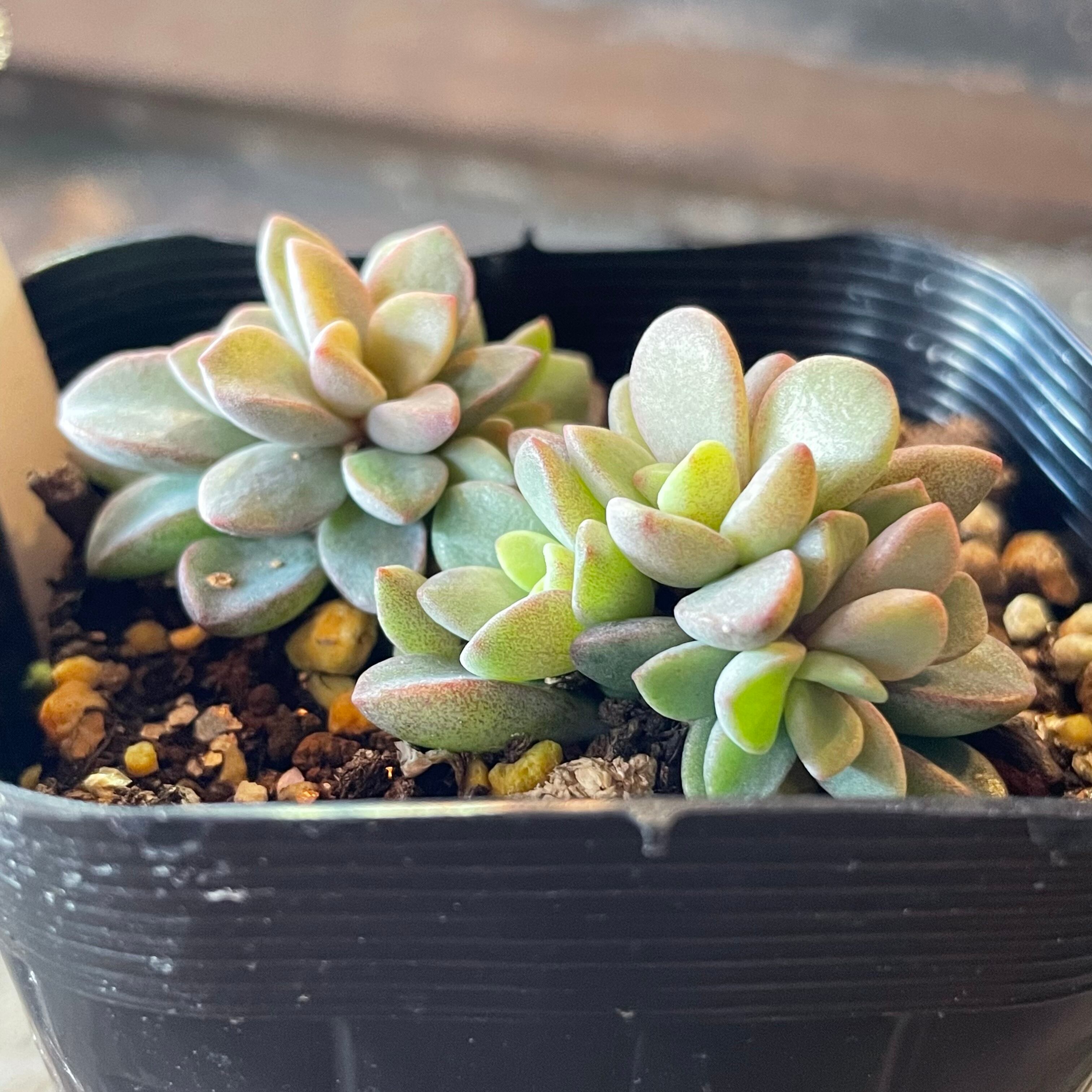 多肉植物 レズリー ピンク可愛い 4頭 エケベリア 育てやすい 抜き苗 Discoveryamericas Com