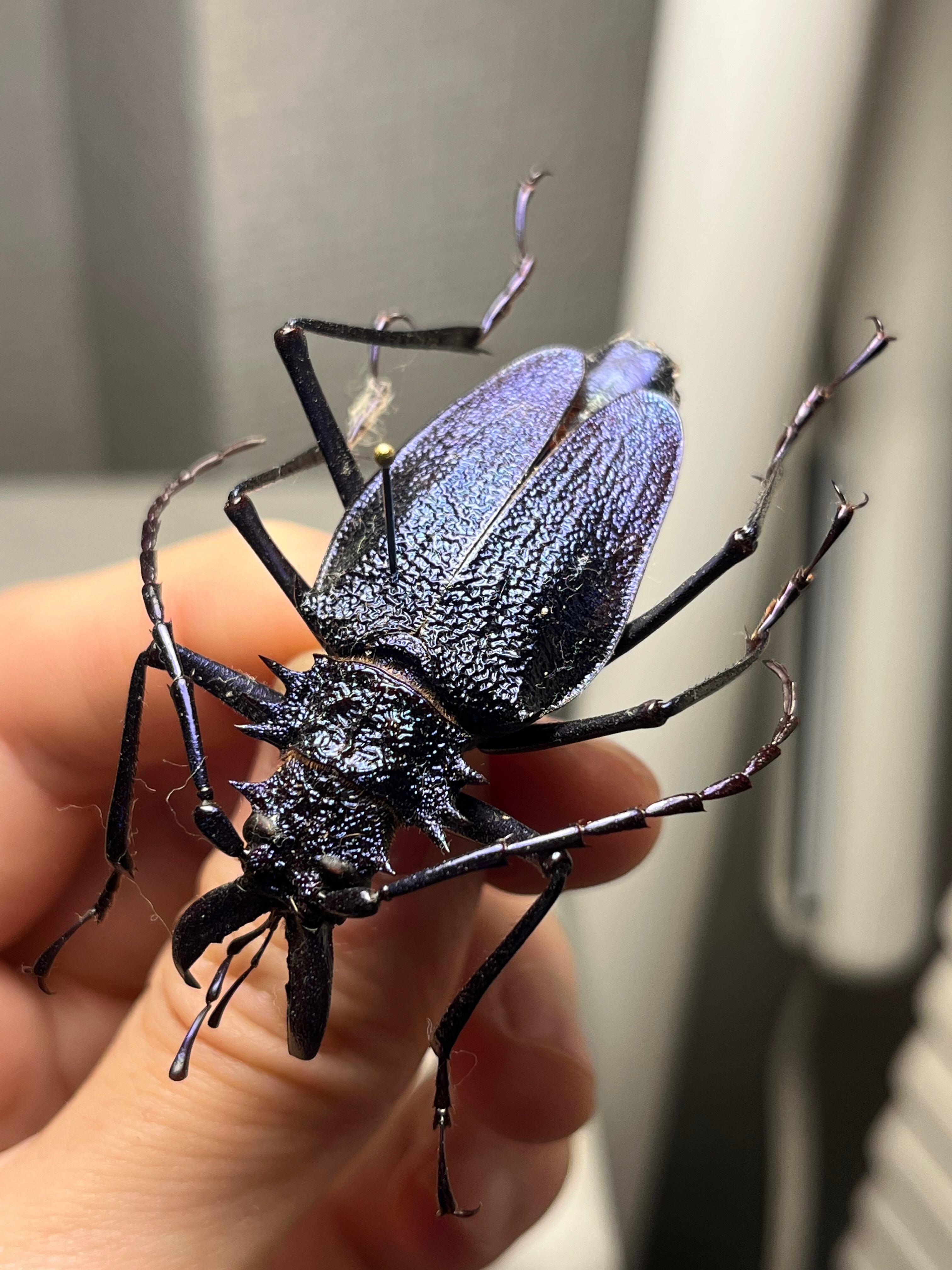 大阪府 ムナコブハナカミキリ 標本 令和5年 カミキリムシの標本①】5月・6月採集 | テントモソの虫ブログ