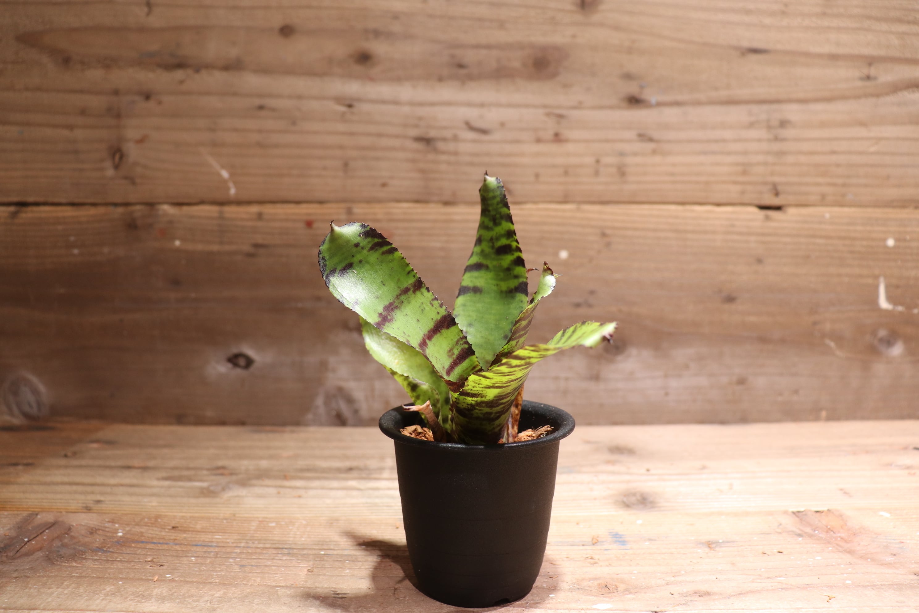 送料無料】Neoregelia 'Snake Charmer'〔ネオレゲリア〕現品発送N0191