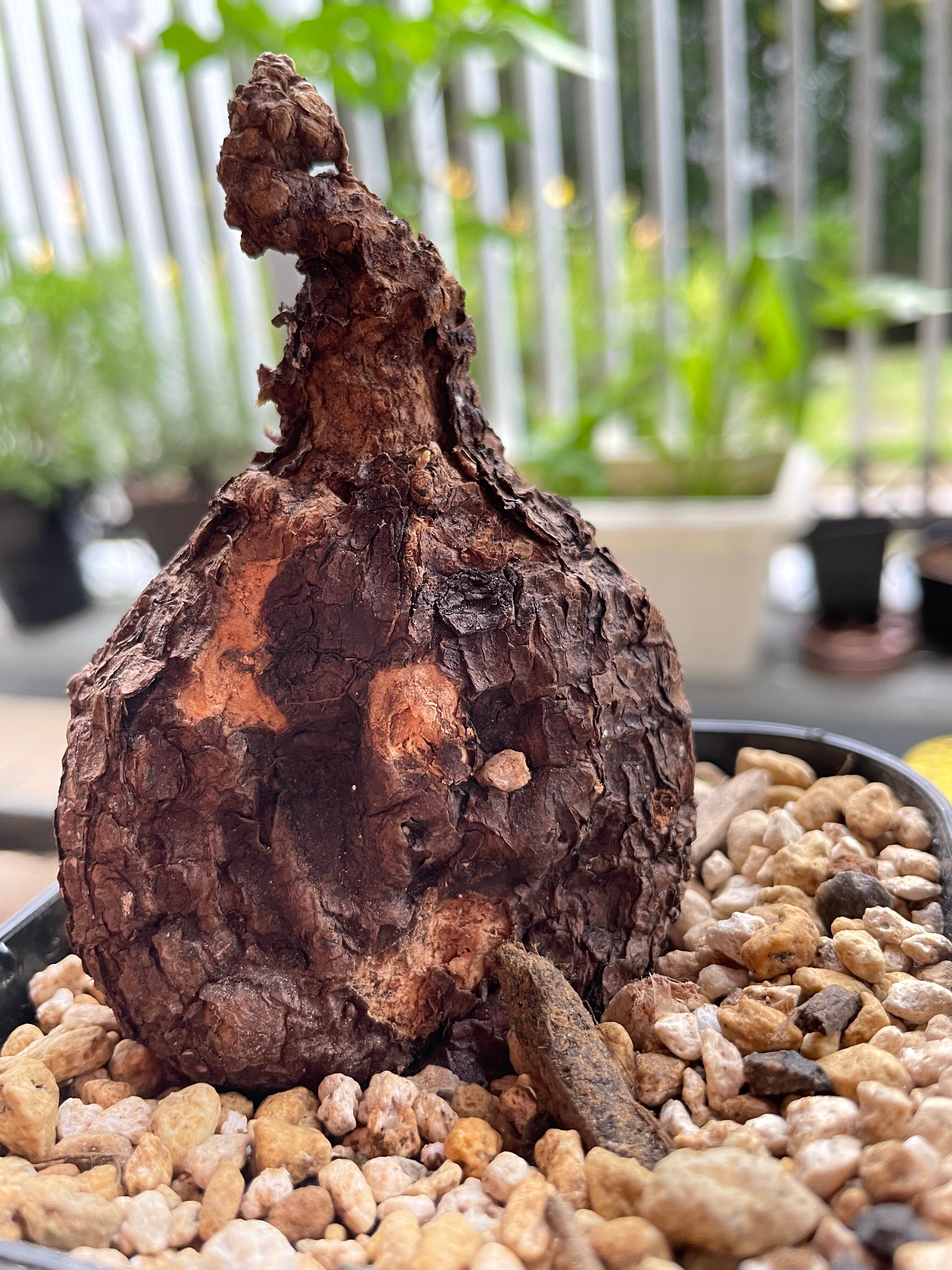 レア/大株/発根済み/塊根植物】ステファニア kaweesakii 鉢植え