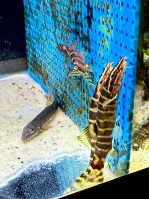 シニボティア　スペルキリアリス