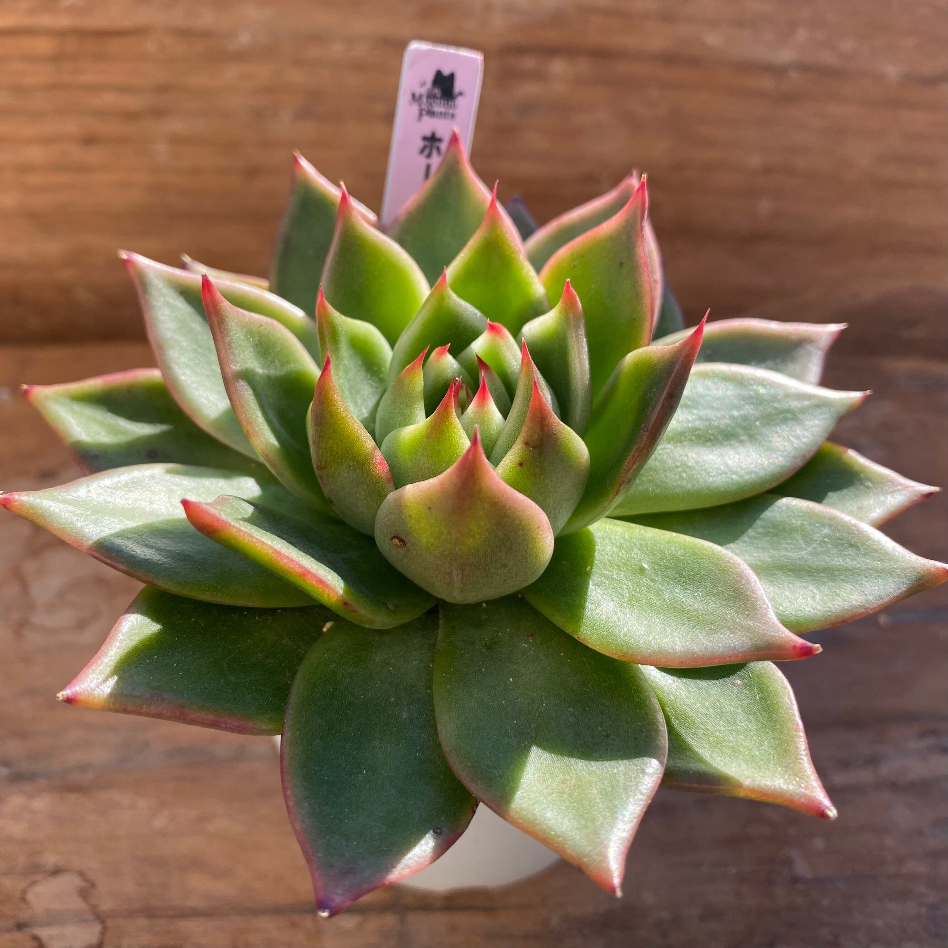 ハオルチア ピグマエアミュータント実生 特異株 | mocono_plants