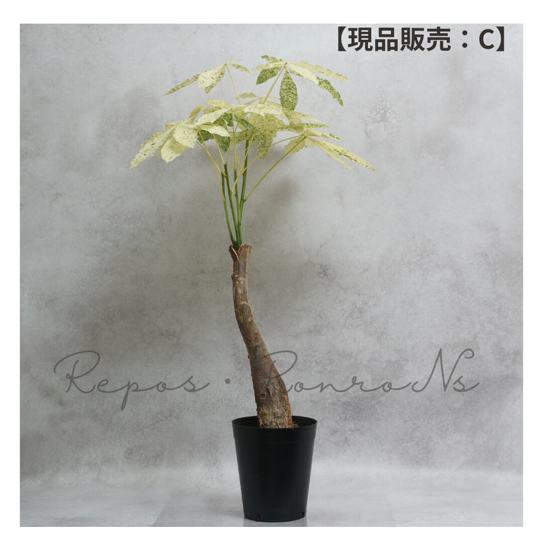 パキラ:ミルキーウェイ【現品販売:C】(6号)希少 珍しい 斑入り パキラ 観葉植物 ギフト 贈り物 お祝い