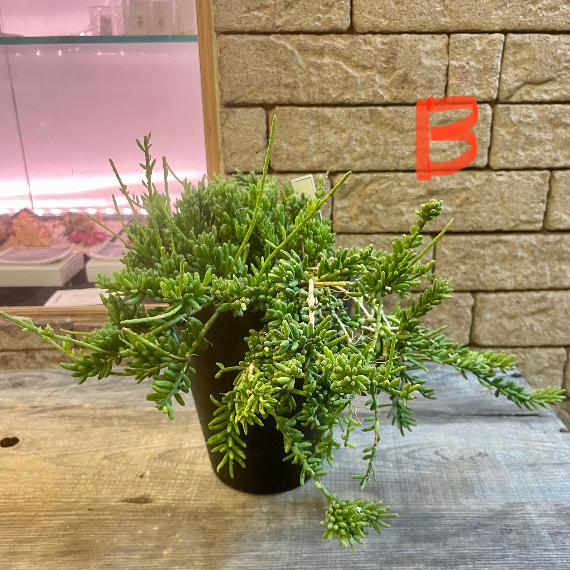 リプサリス3種（3鉢セット） リプサリス 3種 | ハルカゼフラワー