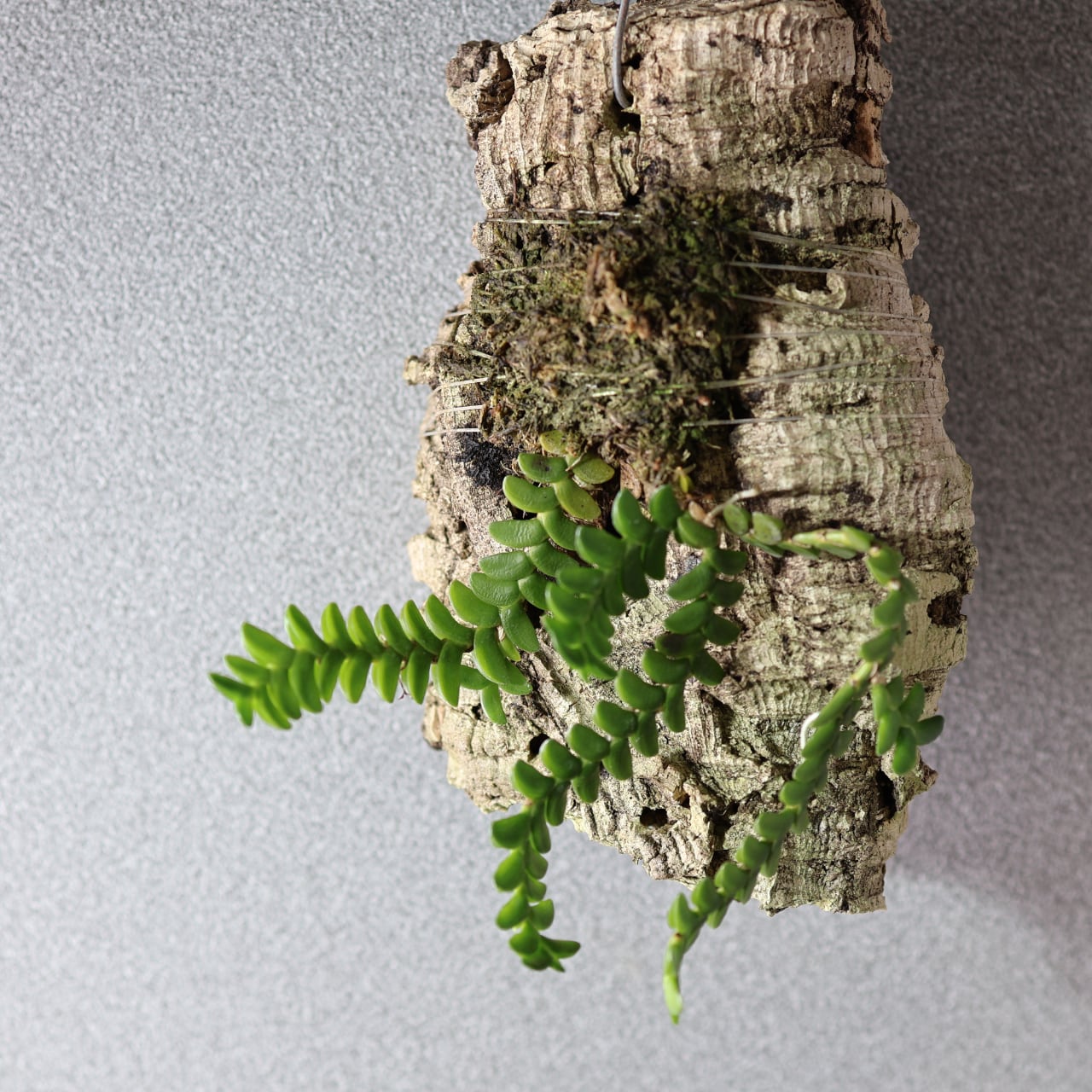 ALL ITEM | MARX PLANTS | 観葉植物・多肉植物・塊根植物