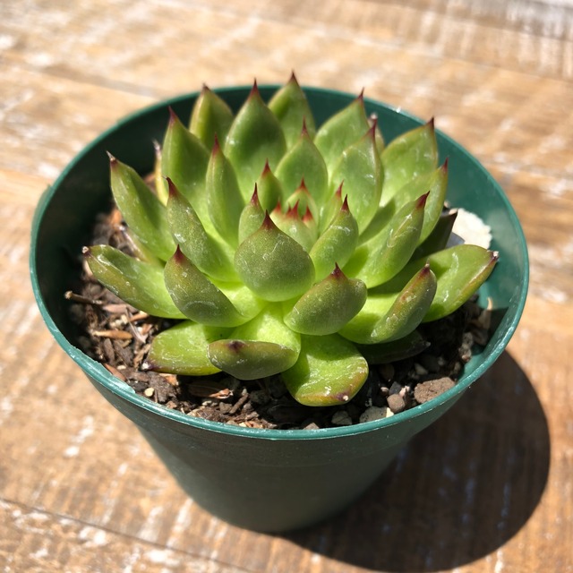 アガボイデス プリドニス （グリーンフォーム） Echeveria ’Agavoides-Pulidonis’(Green Form)