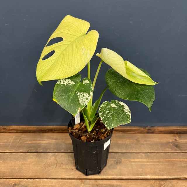 【新着3日限定10%OFF】【UJ】モンステラ　ホワイトモンスター【927】