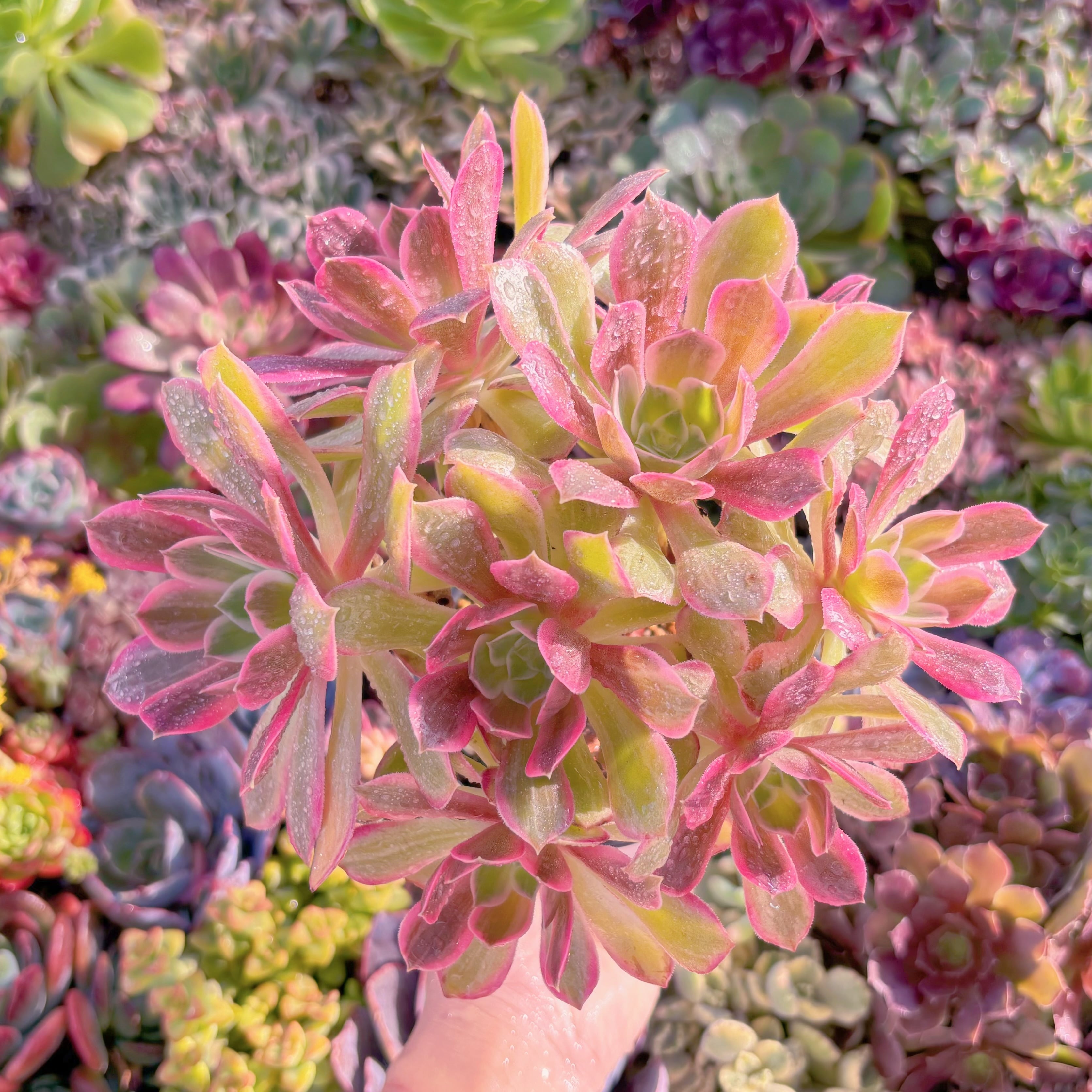 現品　新品種　浣沙錦#M020　群生　新入荷　るる農園