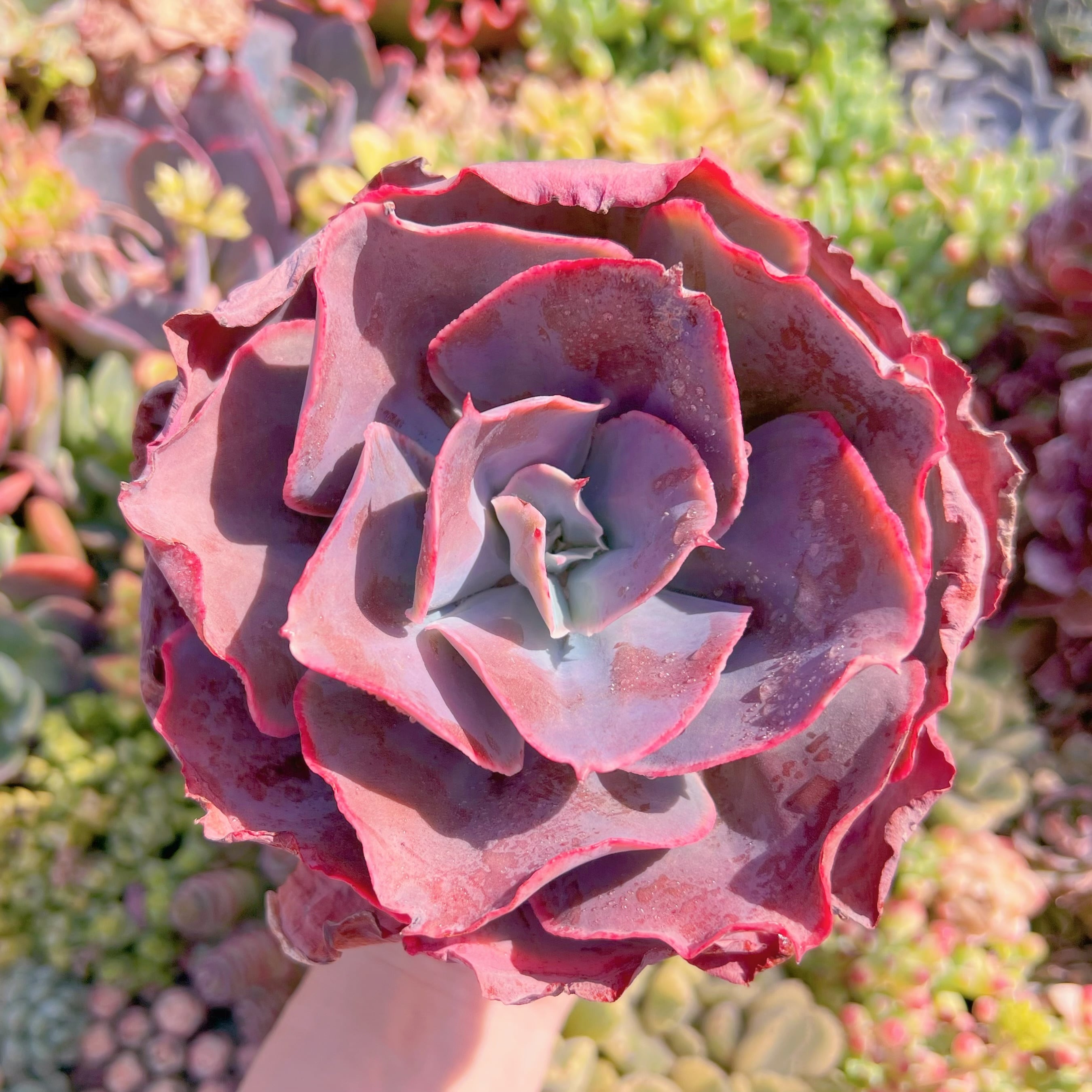 現品　天空の城#F029　在庫僅少　大苗　新入荷　るる農園