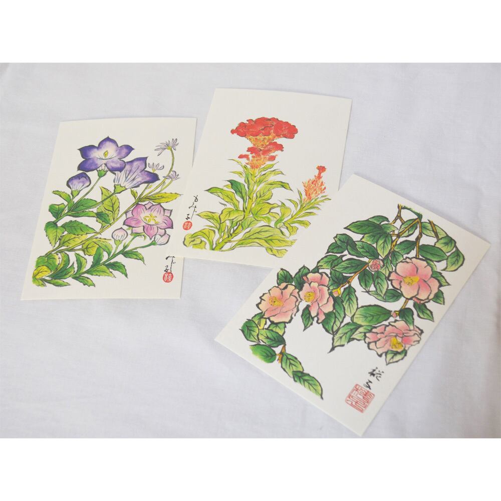 桔梗カード ポストカード 3枚セット【E】 桔梗・鶏頭・山茶花／絵はがき／挨拶