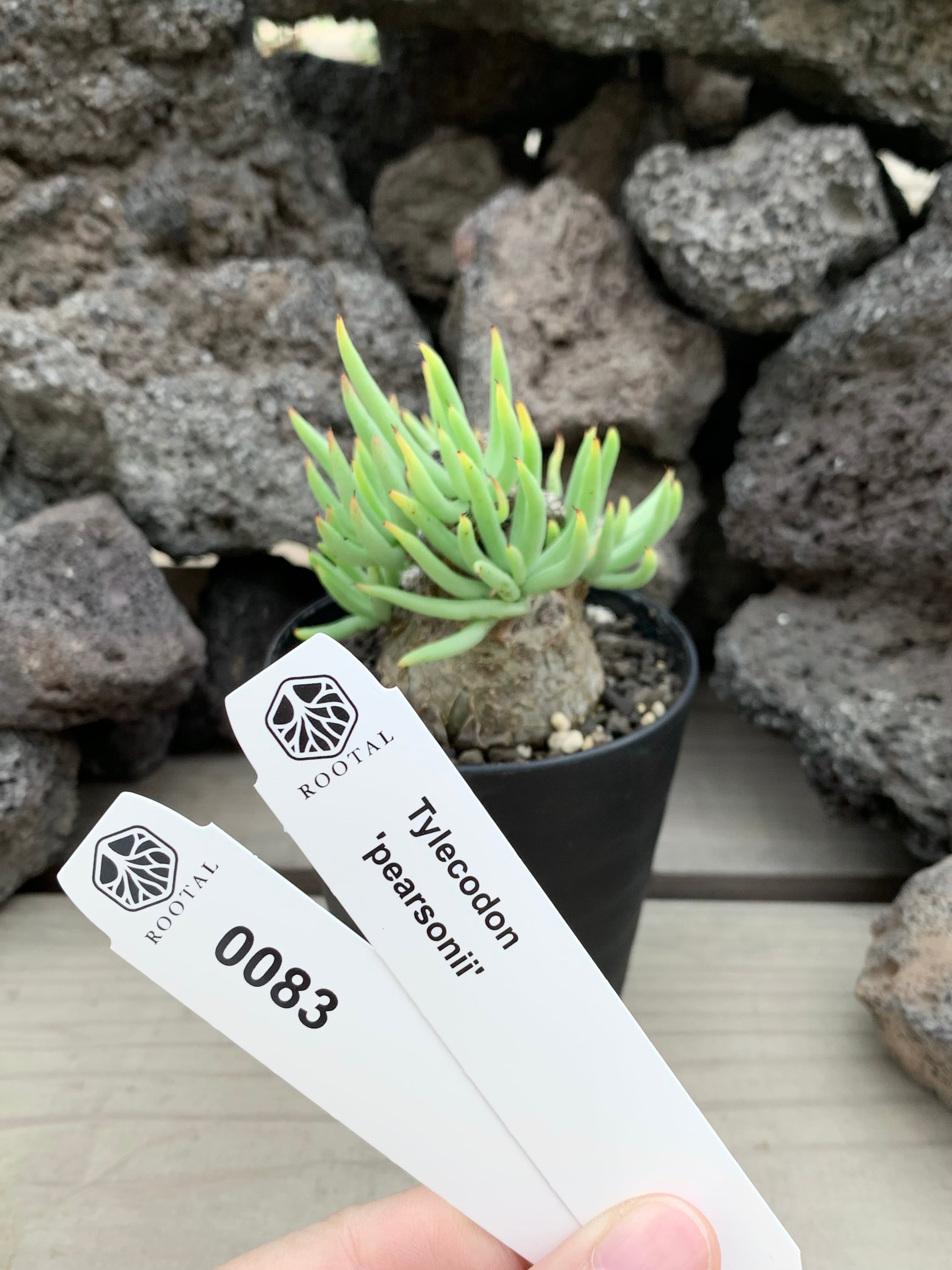 ★0083 チレコドン ペアルソニー(白象)(3号硬質ポット)