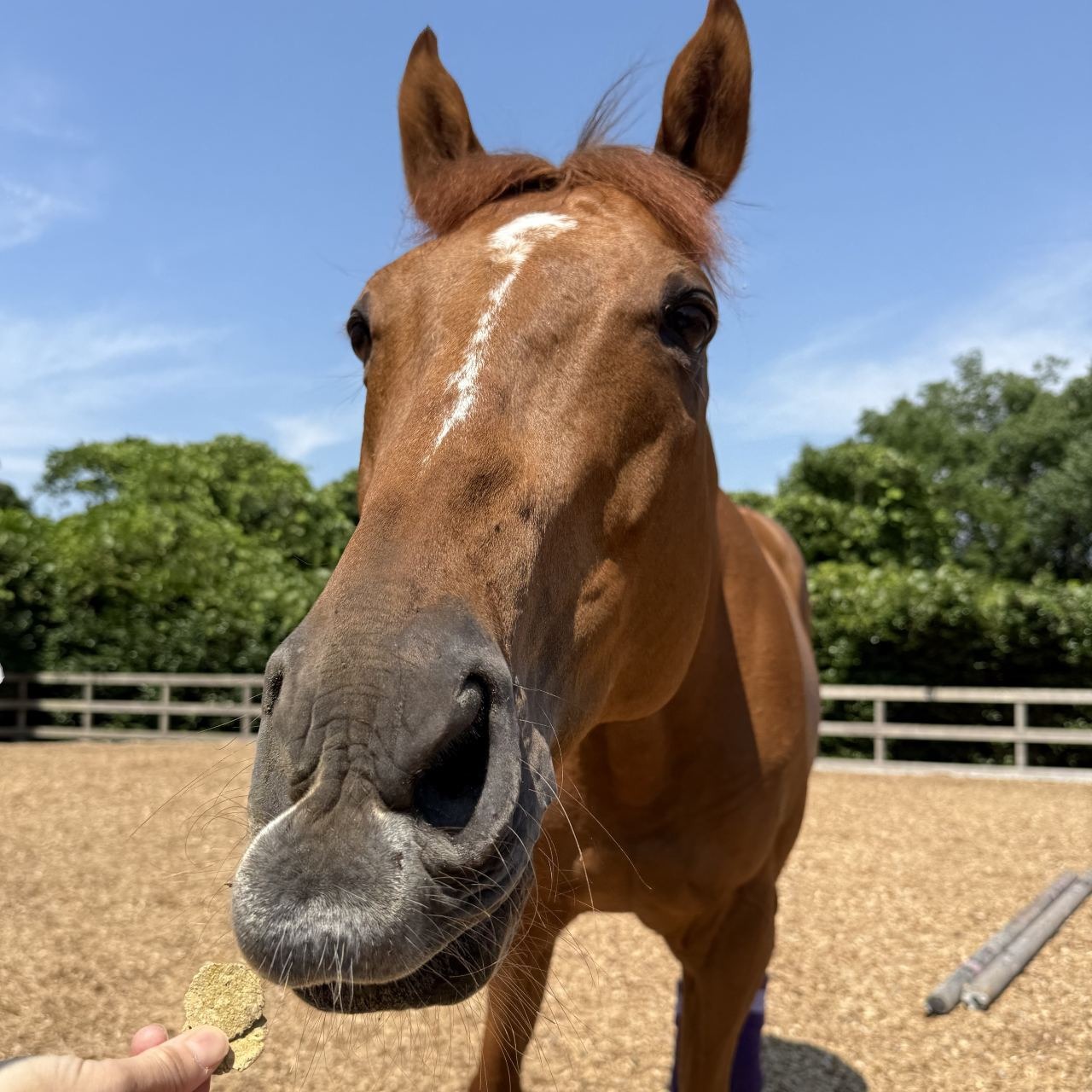 EBISU FARM あまに入り馬用クッキー 300g 馬のおやつ