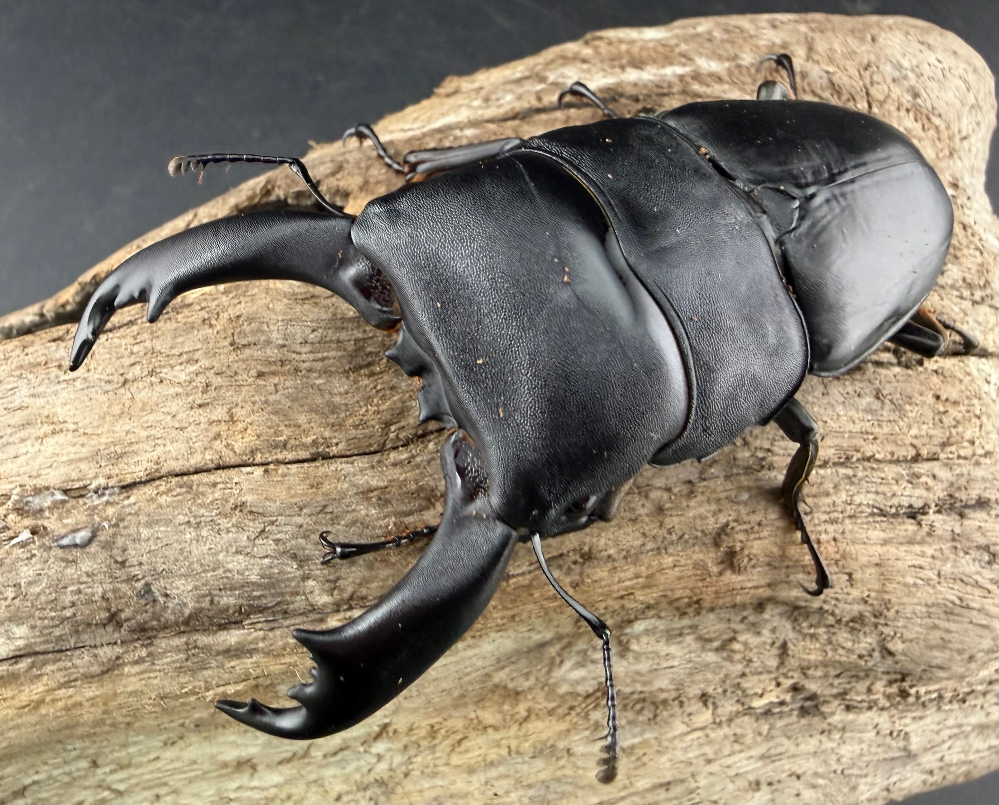 ヒラタクワガタの仲間 | KPW公式オンラインショップ