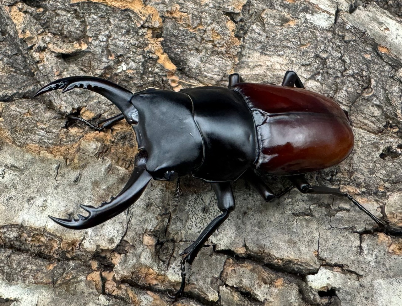 《アローコクワ亜種ノブヒロイ 57mm ペア》②