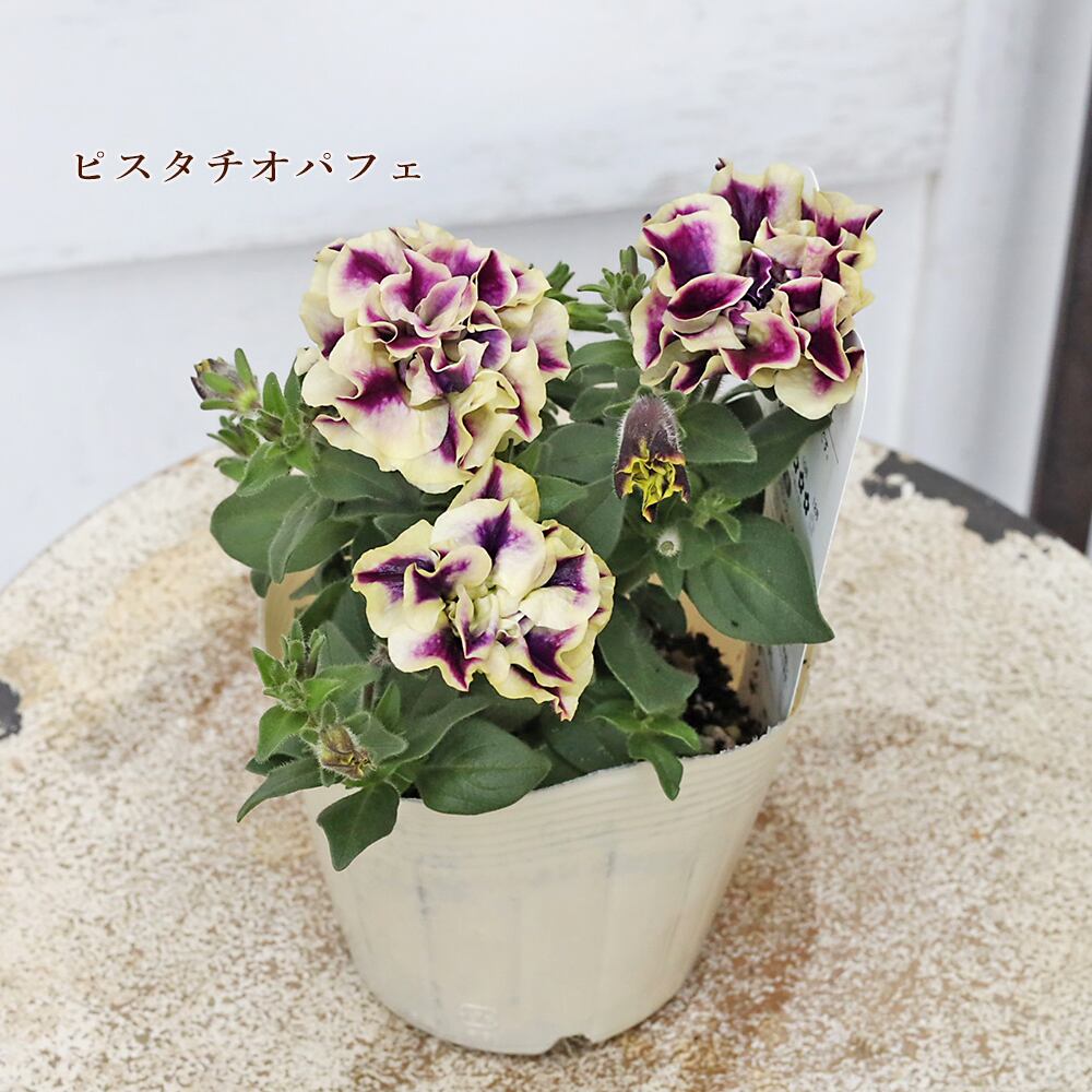 花苗 八重咲き ペチュニア フラメンコ ピスタチオ グレープ パフェ 3.5