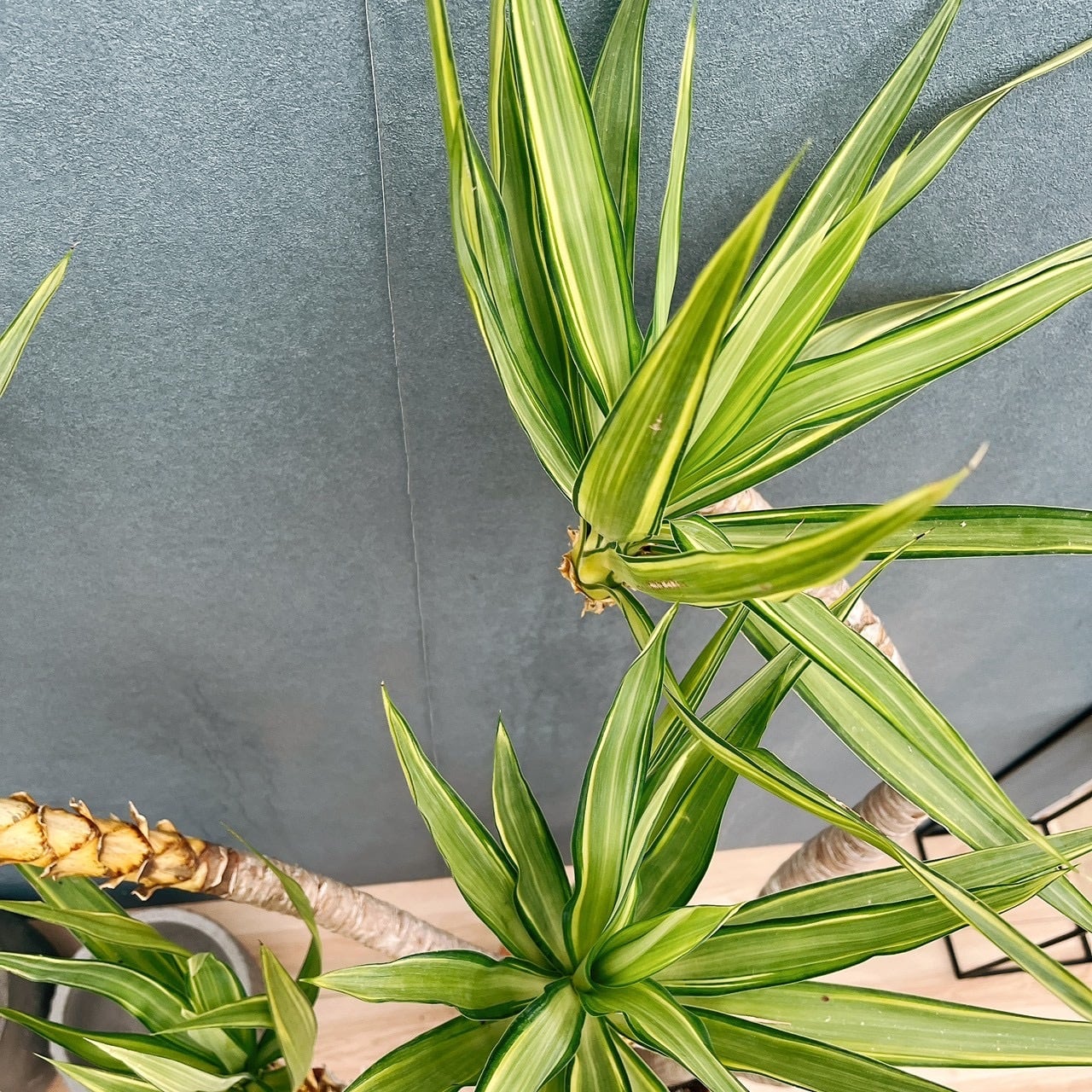 現品］1番 ユッカ エレファンティペス 斑入り 10号 観葉植物 室内 大型