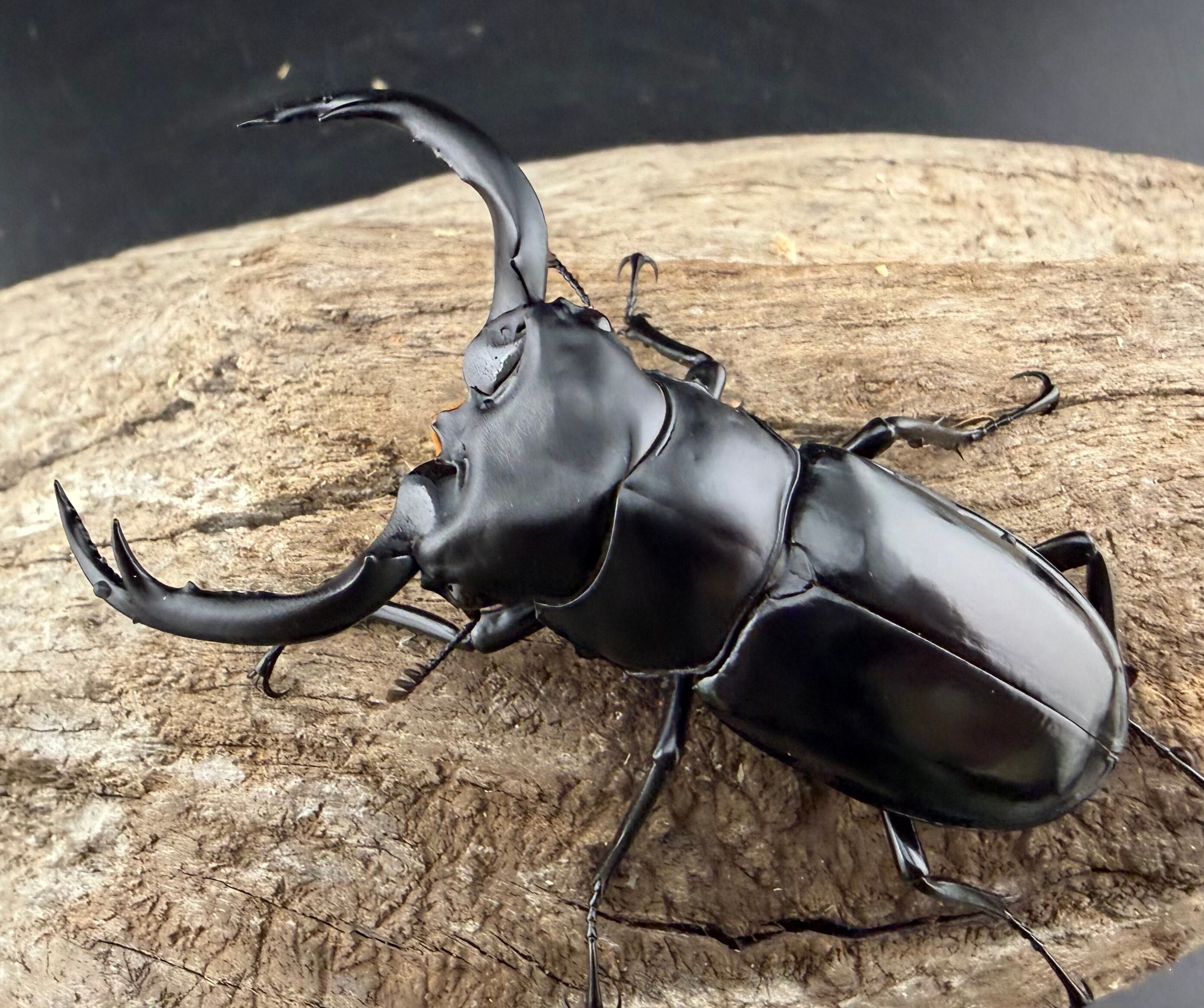 WiLD個体 ウエストウッディオオシカクワガタ(亜種:カズミアエ) XYZ@大阪 / TOPページ