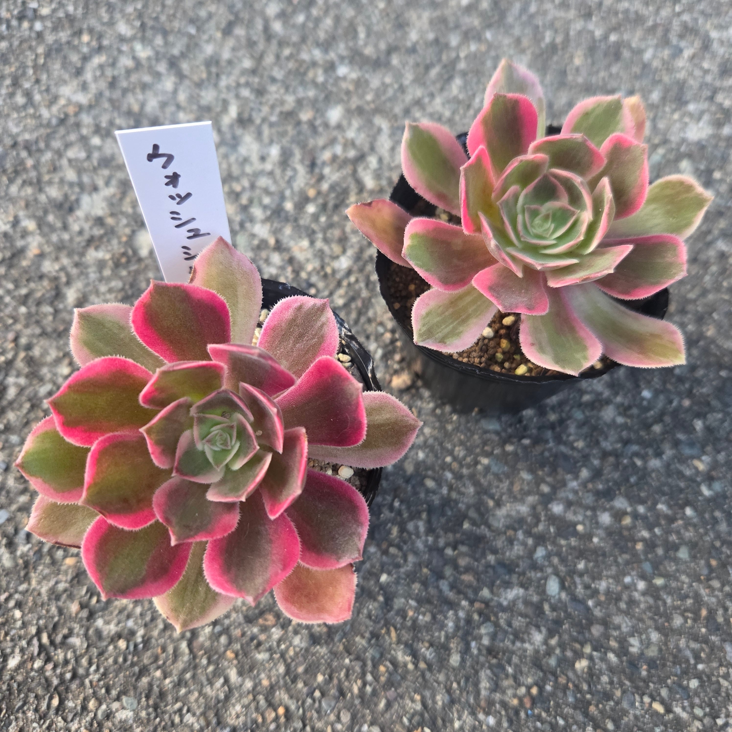多肉Garden＊Grow