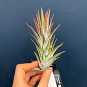 チランジア イオナンタ バンハイニンギー【903】