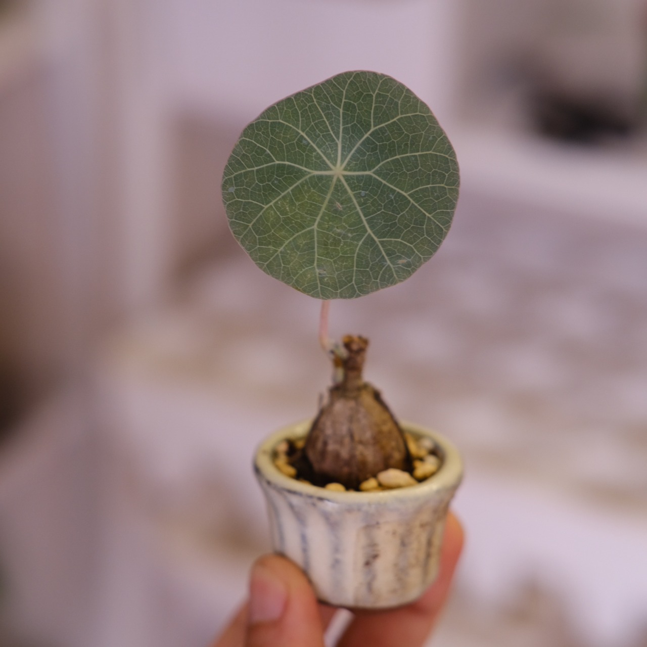 Stephania kaweesakii│ステファニア カウィーサキー│観葉植物│盆栽風