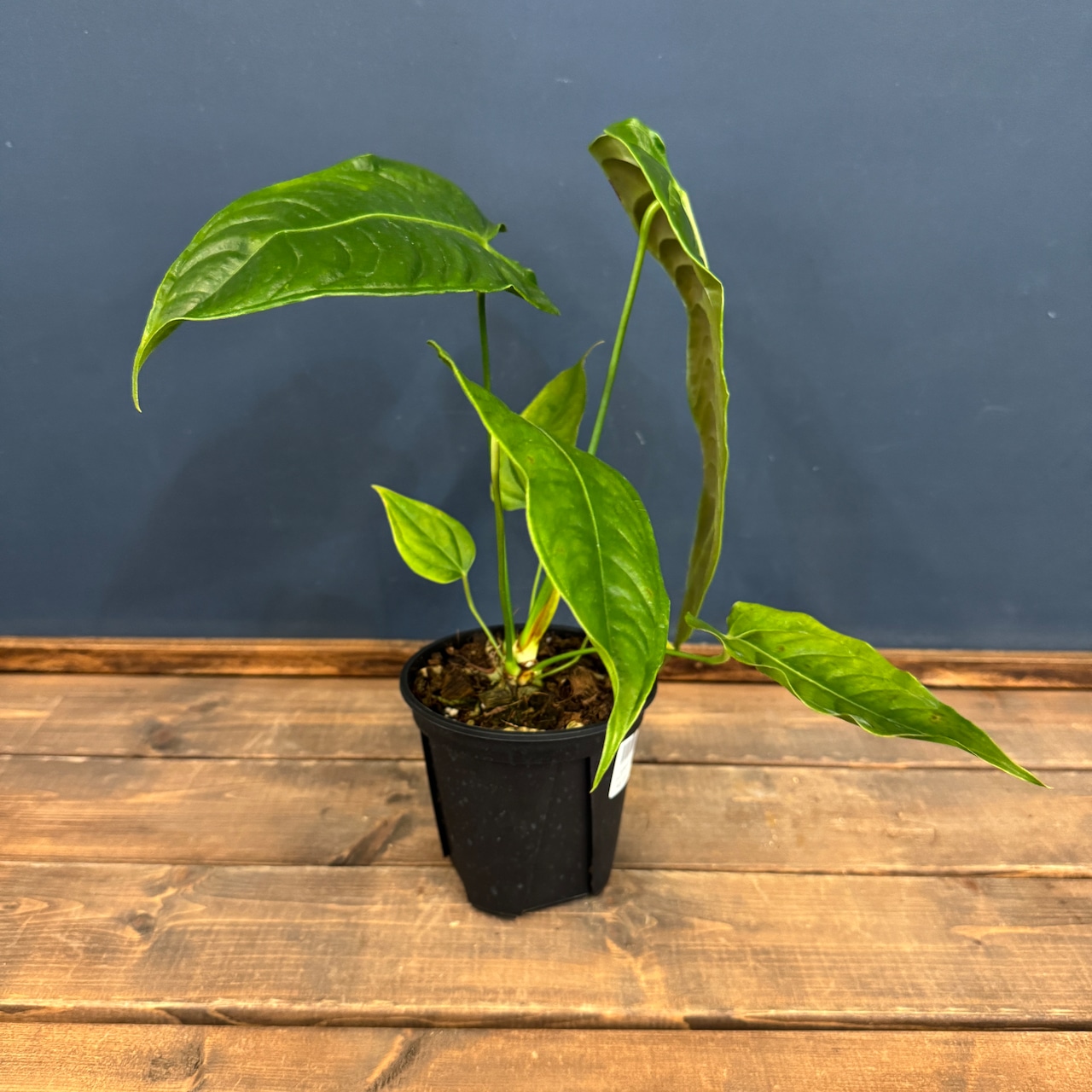 アンスリウム ベイチー【328】