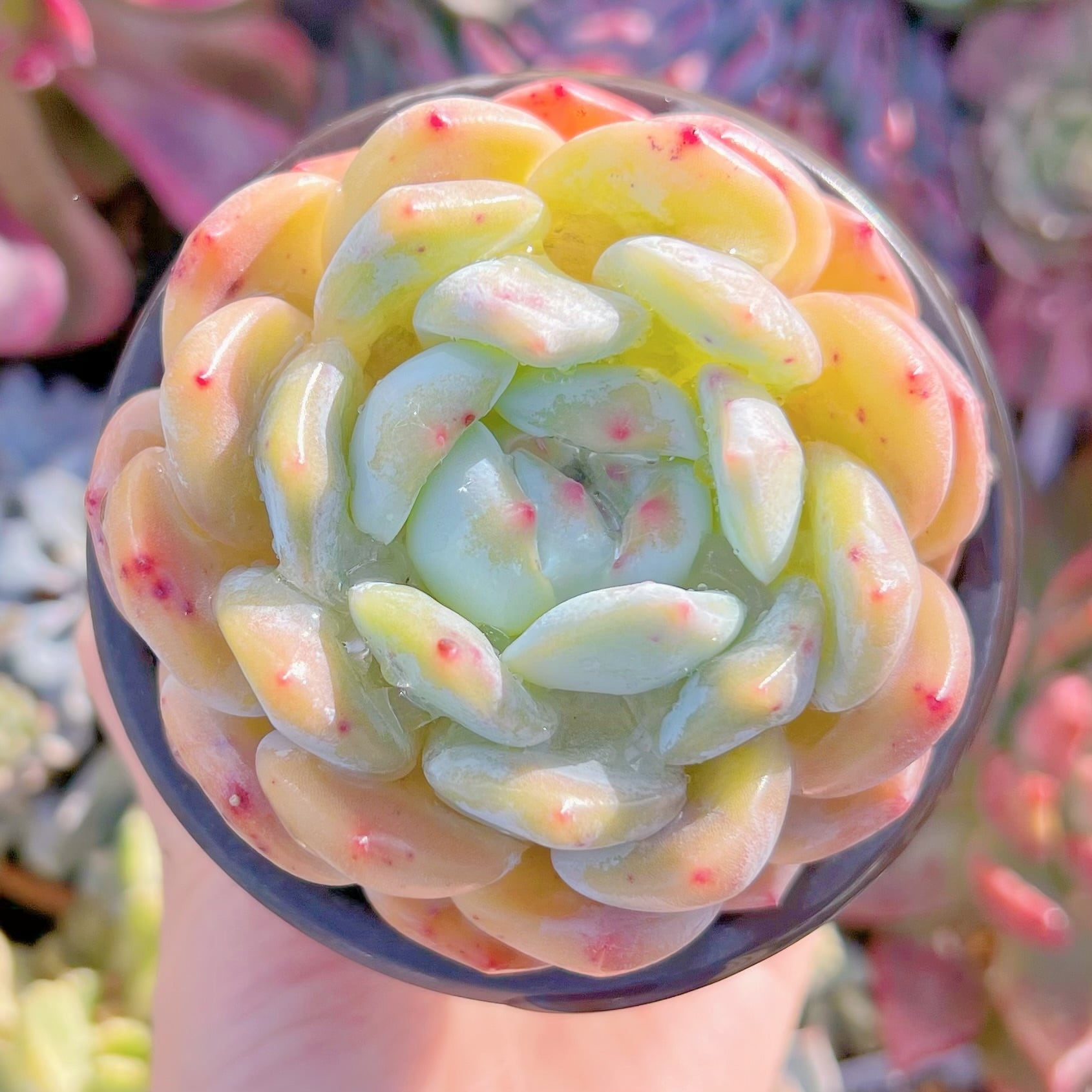 現品　オレンジモンロー#577   るる農園