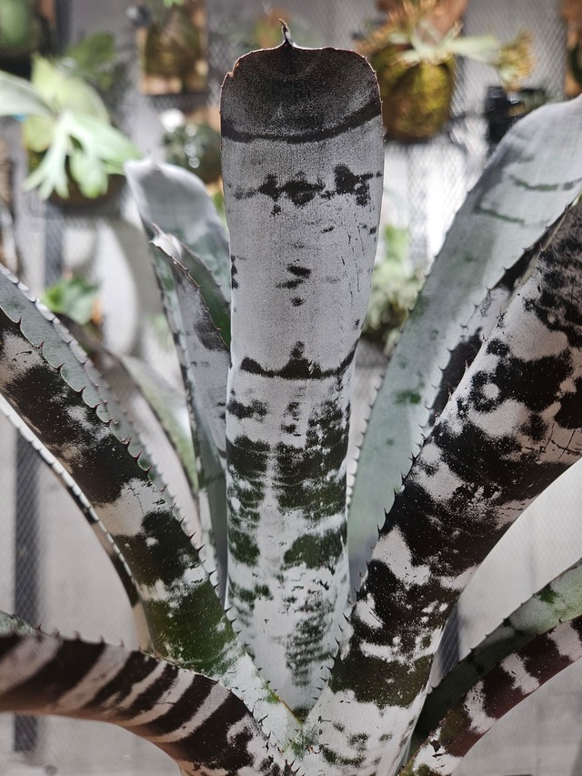 Aechmea  chantinii  hybrid  Select 【artPLANTs/PLANTS GARAGE 】エクメア/タンクブロメリア