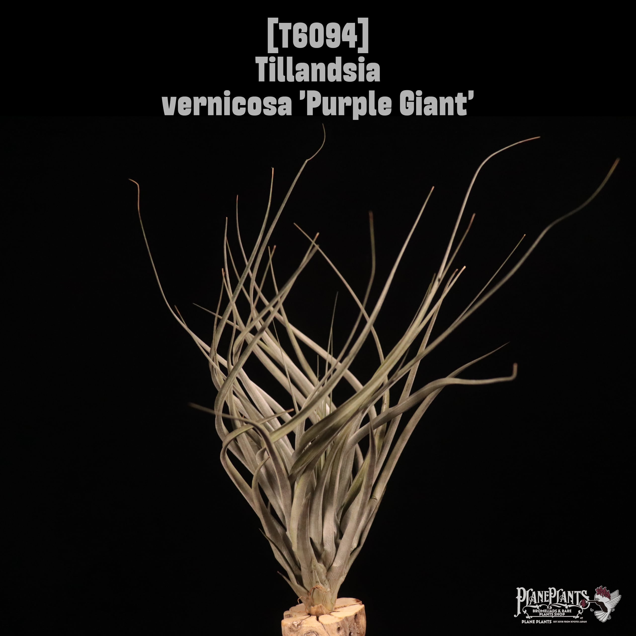 Tillandsia vernicosa 'Purple Giant'〔ティランジア〕T6094