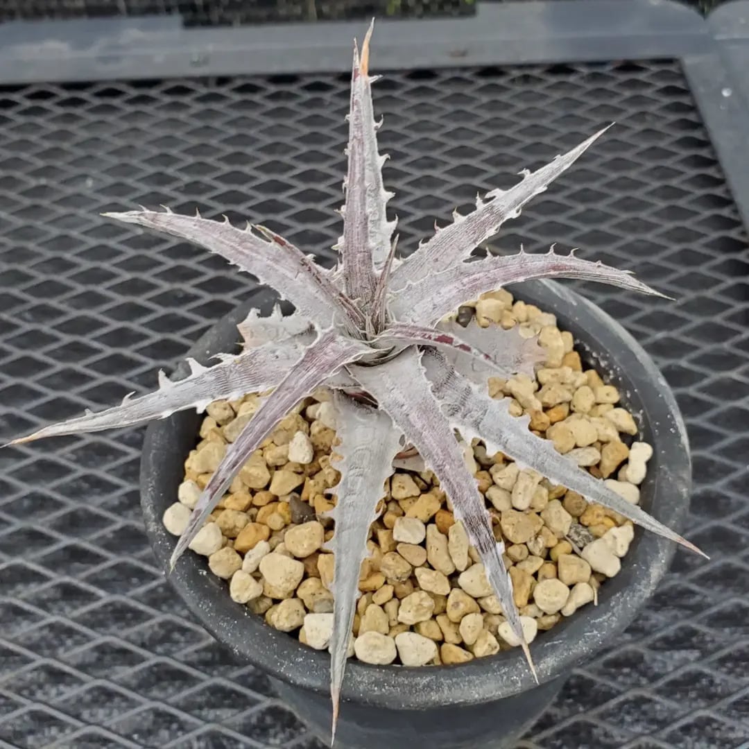Dyckia（ディッキア） | レアプランツ通販サイトPlants Maniax
