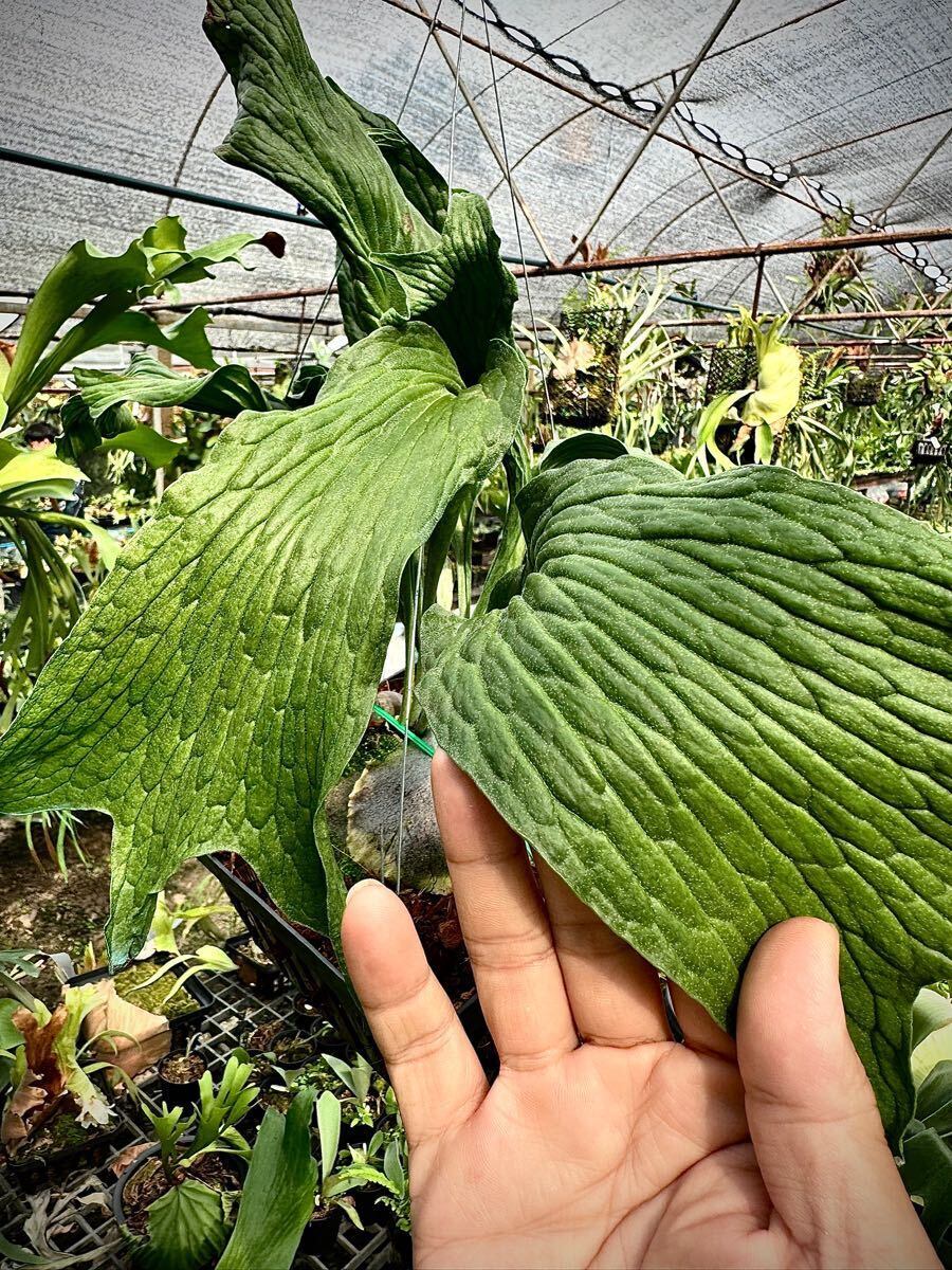 P. hillii 'Dragon Scale' ビカクシダ ヒリー 'ドラゴンスケール