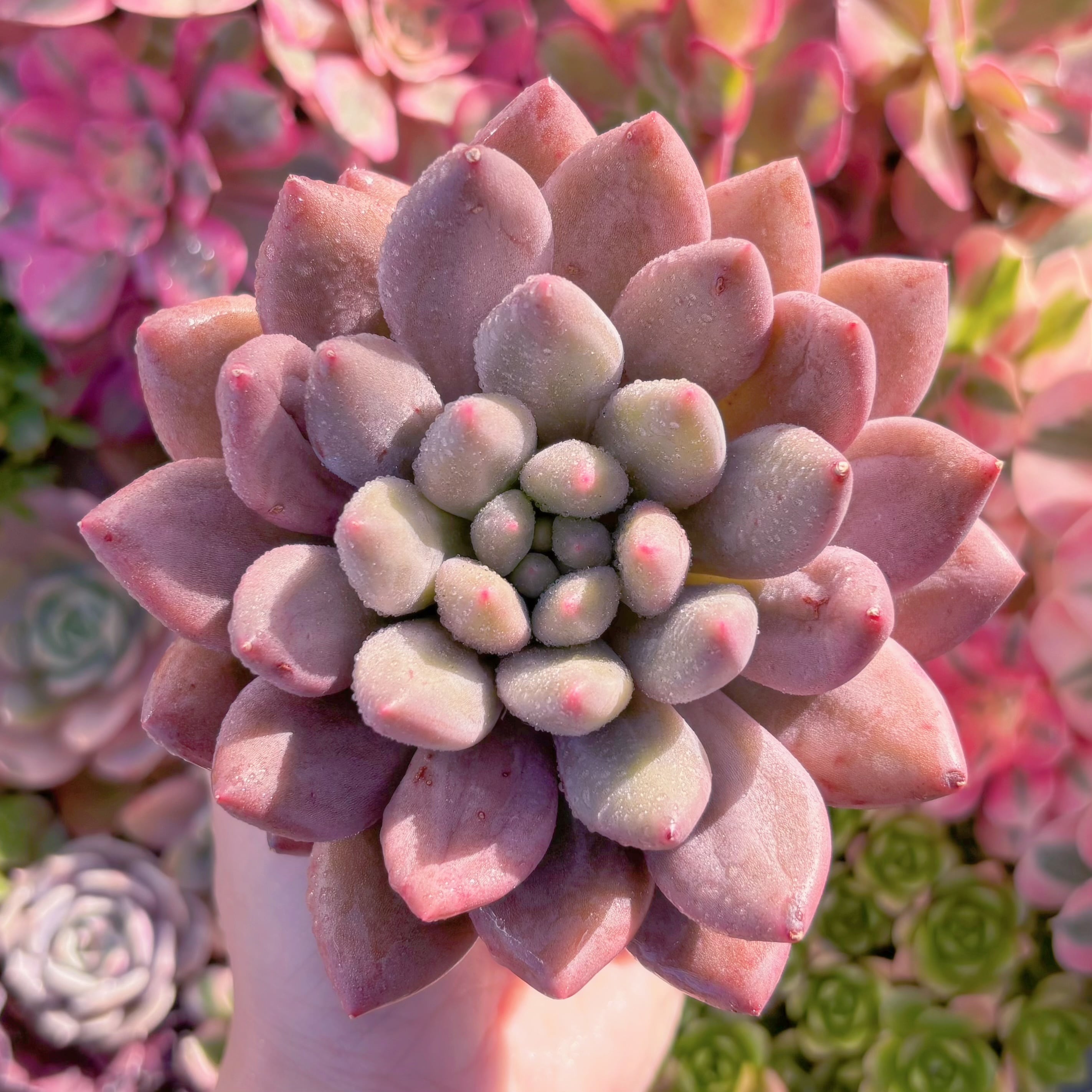 現品　水晶#888　るる農園