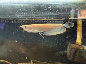 A14   アルビノシルバーアロワナ　14㎝前後　買取個体