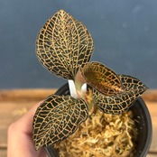 ジュエルオーキッド　アネクトキルス　sp　Rose Gold【651】