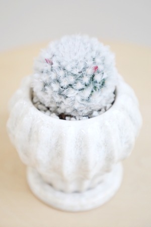 【S】マミラミア ボカサナ/Mammillaria