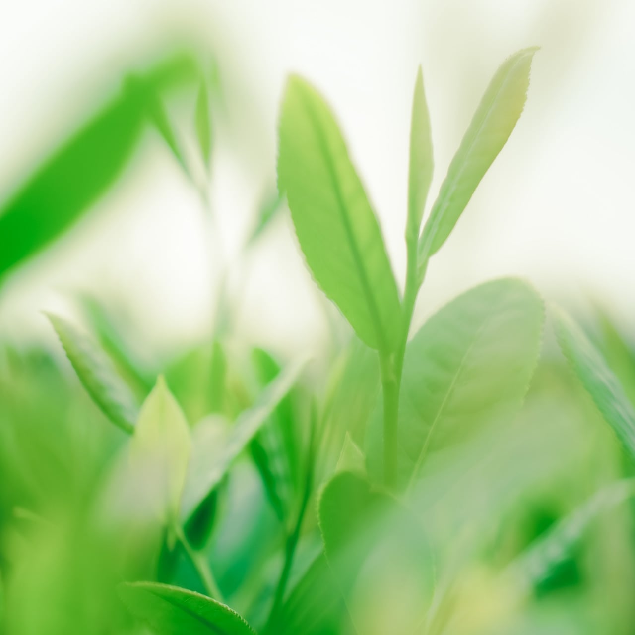 八十八夜ノ茶 | 50g入り