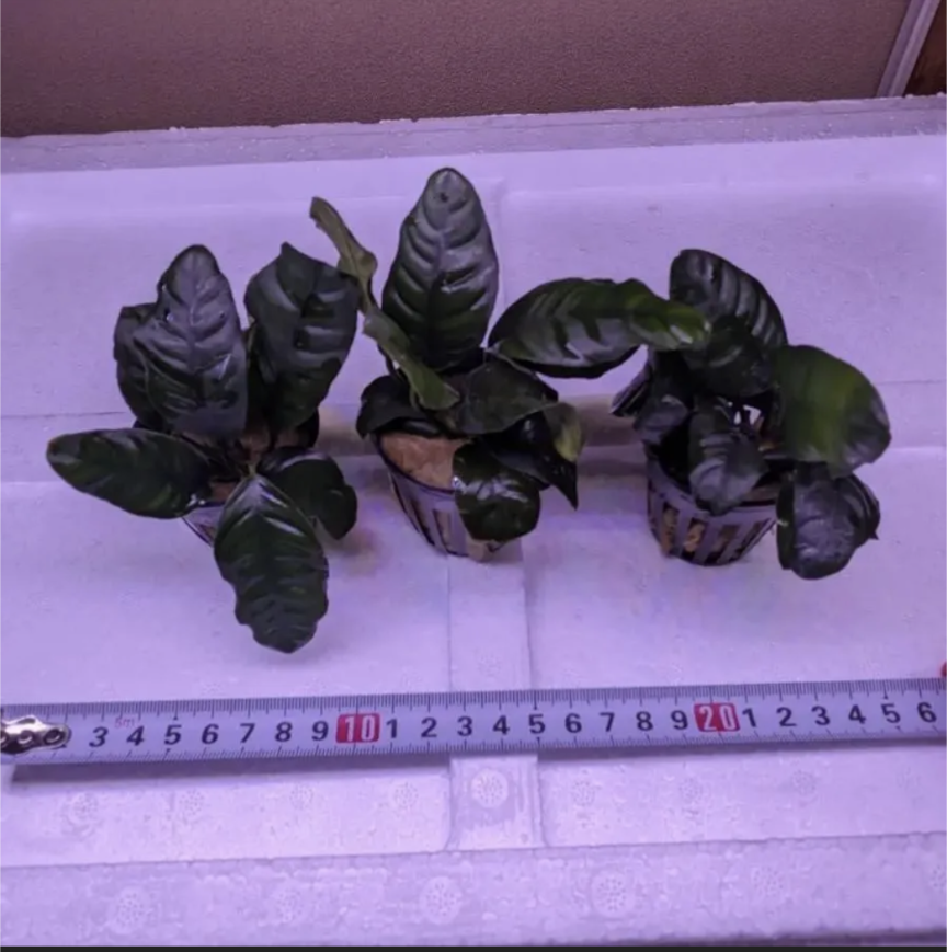 せこびち　アヌビアスコーヒーフォリア付き流木 ADAホーンウッド　2本 アヌビアスコーヒーフォリア付き流木 ADAホーンウッド - メルカリ