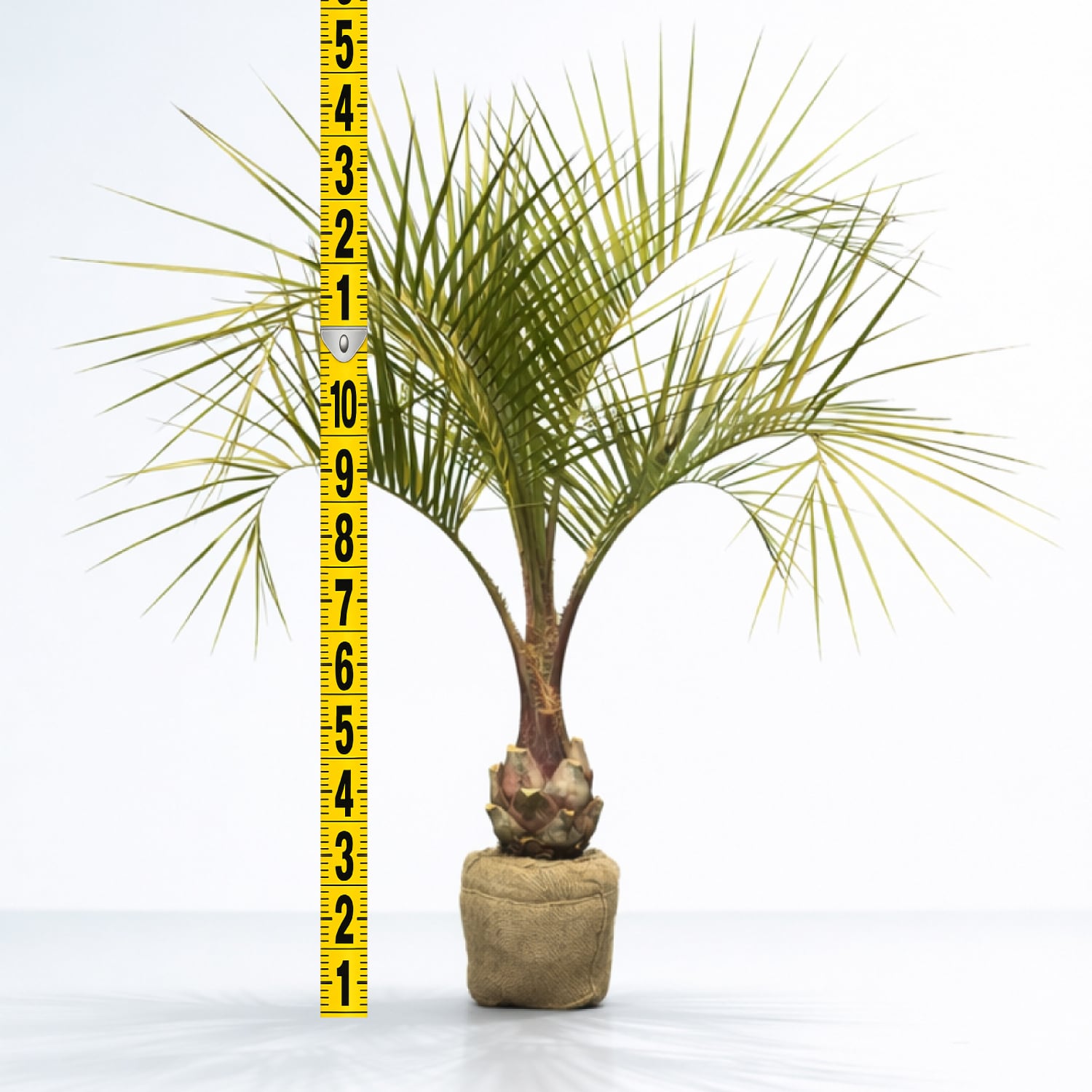 【南国ムード満点】ココスヤシ 高さ約180cm・幹の太さ約30cm！引き取り！ 南国ムード満点】ココスヤシ 高さ約180cm・幹の太さ約30cm！引き取り