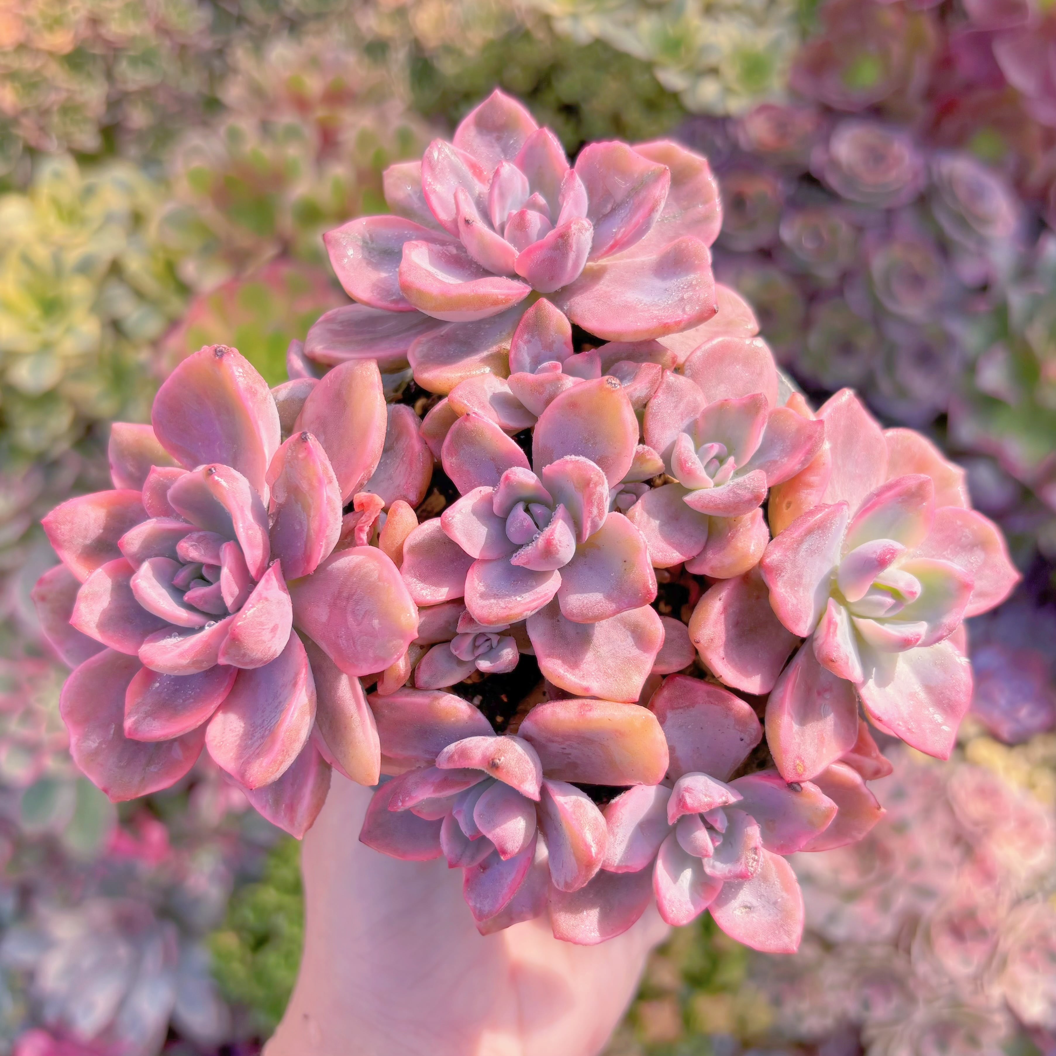 多肉植物　リチャード錦　群生　新入荷　るる農園