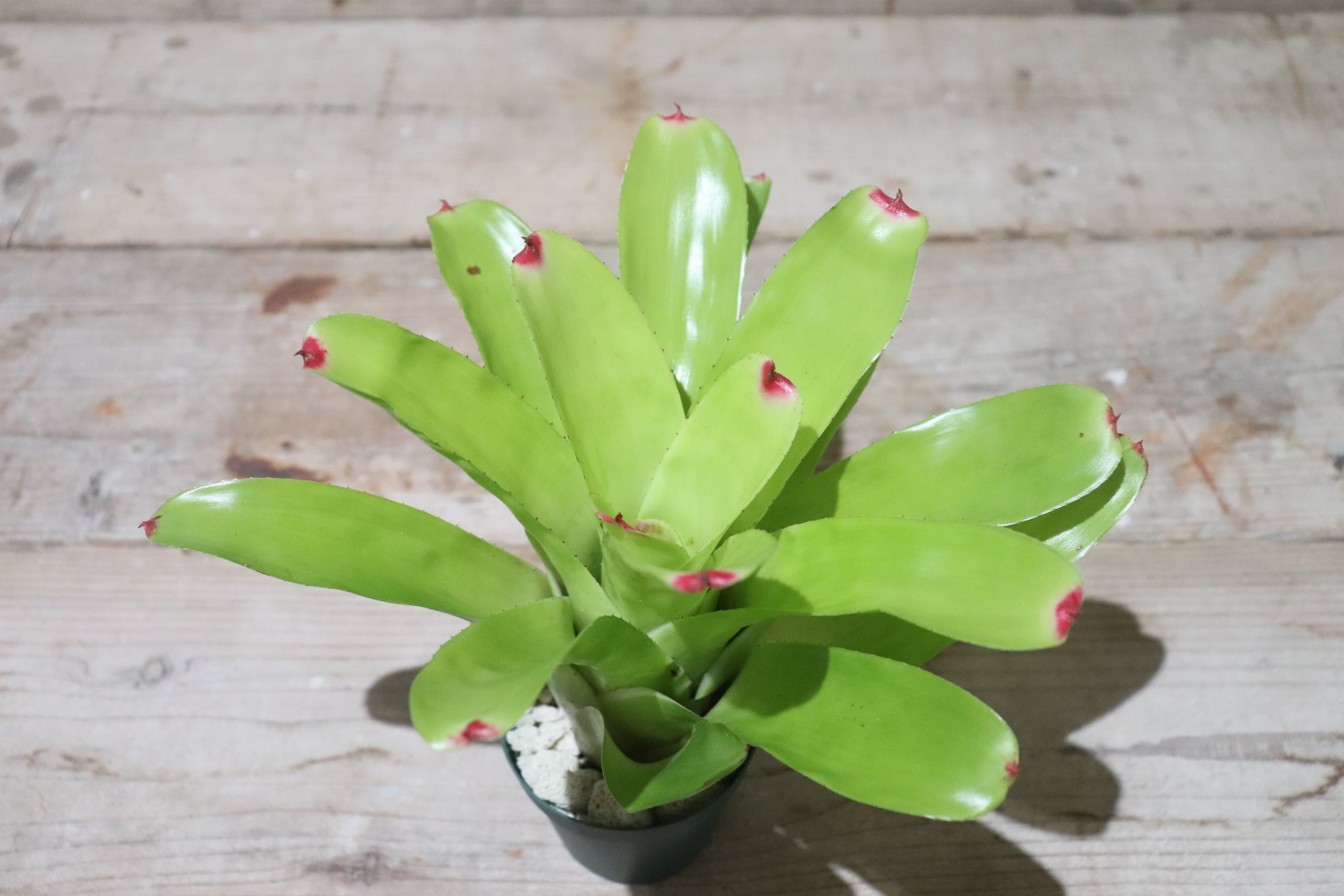 送料無料】Neoregelia 'Pink Crown'〔ネオレゲリア〕現品発送N0107