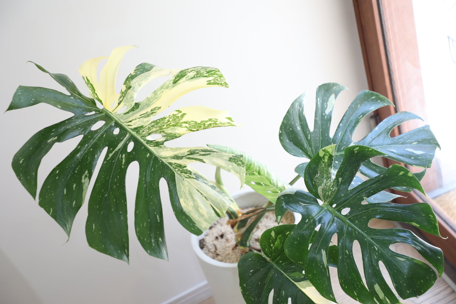 L】モンステラ タイコンステレーション/Monstera deliciosa | 【厳選