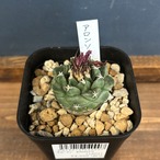 サボテン　ツルビニカルプス　アロンソイ【955】