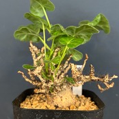 ヤトロファ マルギナータ【365】