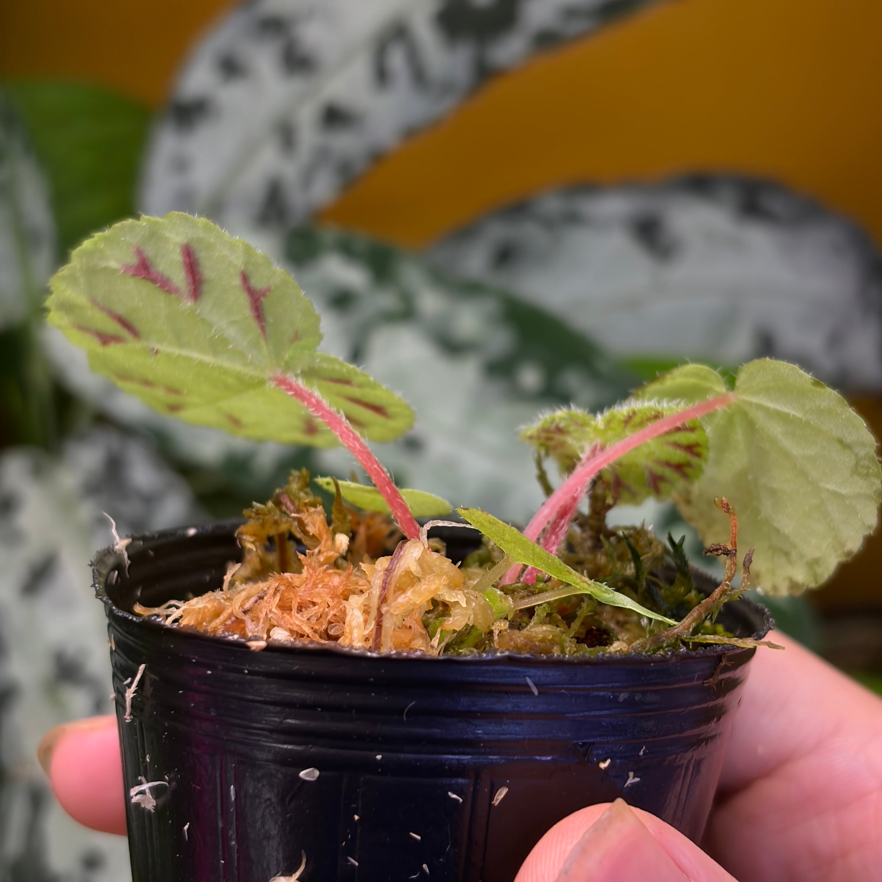 Begonia murina Thailand 緑葉タイプ 原種ベゴニア ムリナ | 熱帯雨林