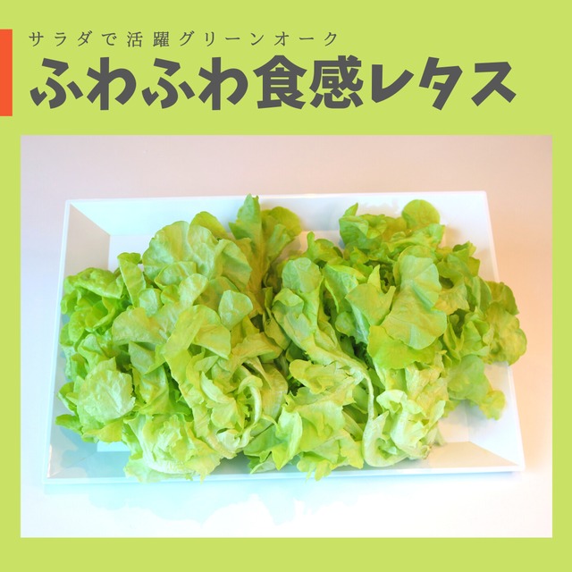サラダに最適 うれしい３品種入り レタス 500gパック 2袋 1kg 株のまま 大量 業務用 スマイル農場