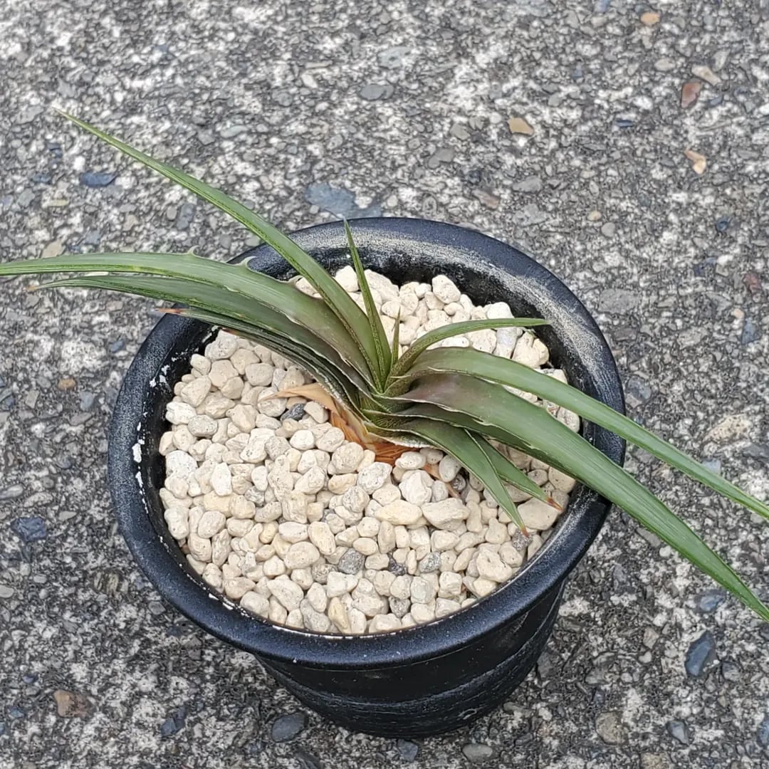 F00475_Dyckia estevesii (from Otto Bromeliad)：ディッキア