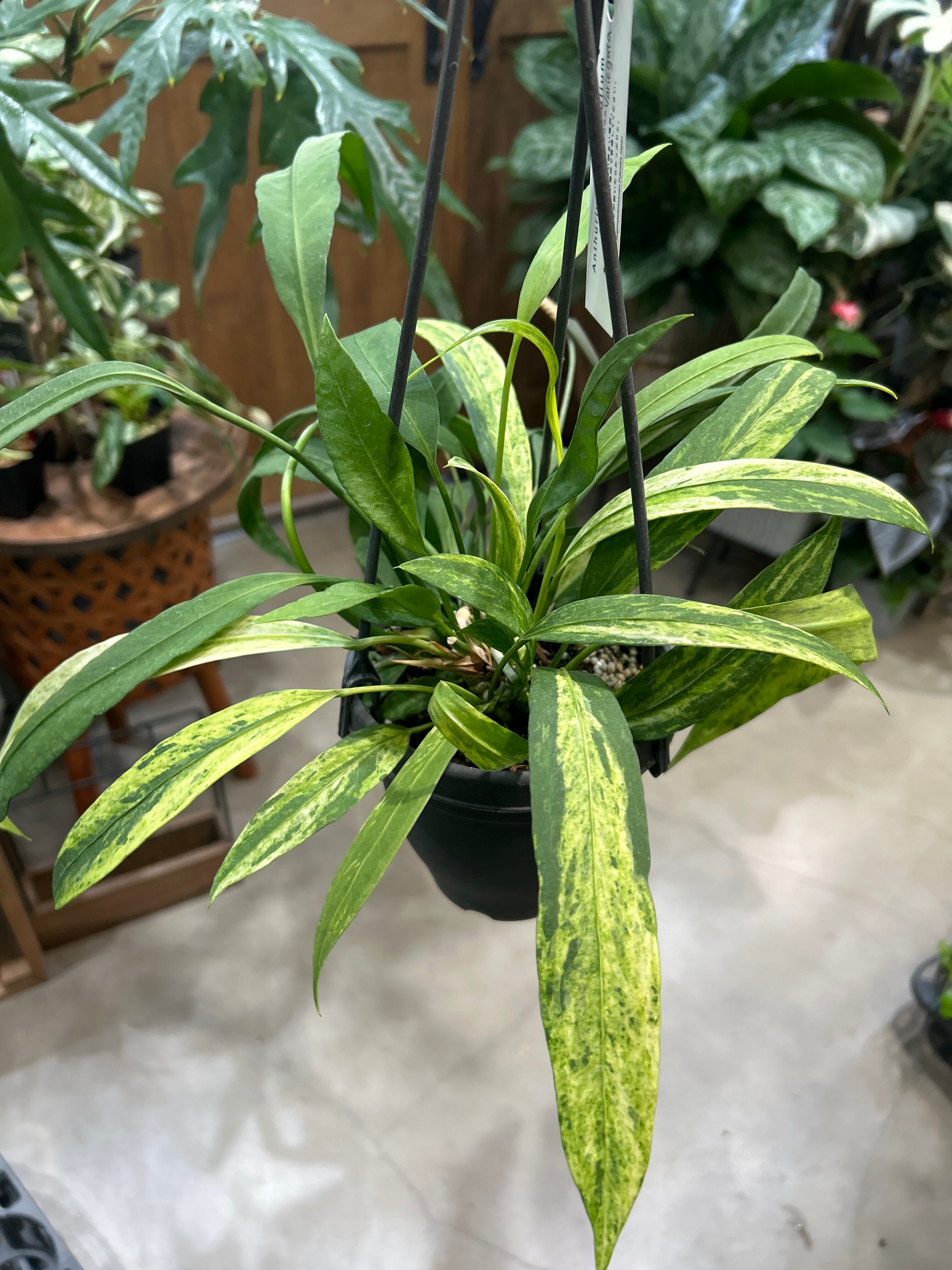 B アンスリウム ビッタリフォリウム 斑入り | MIDORIYA 観葉植物専門店