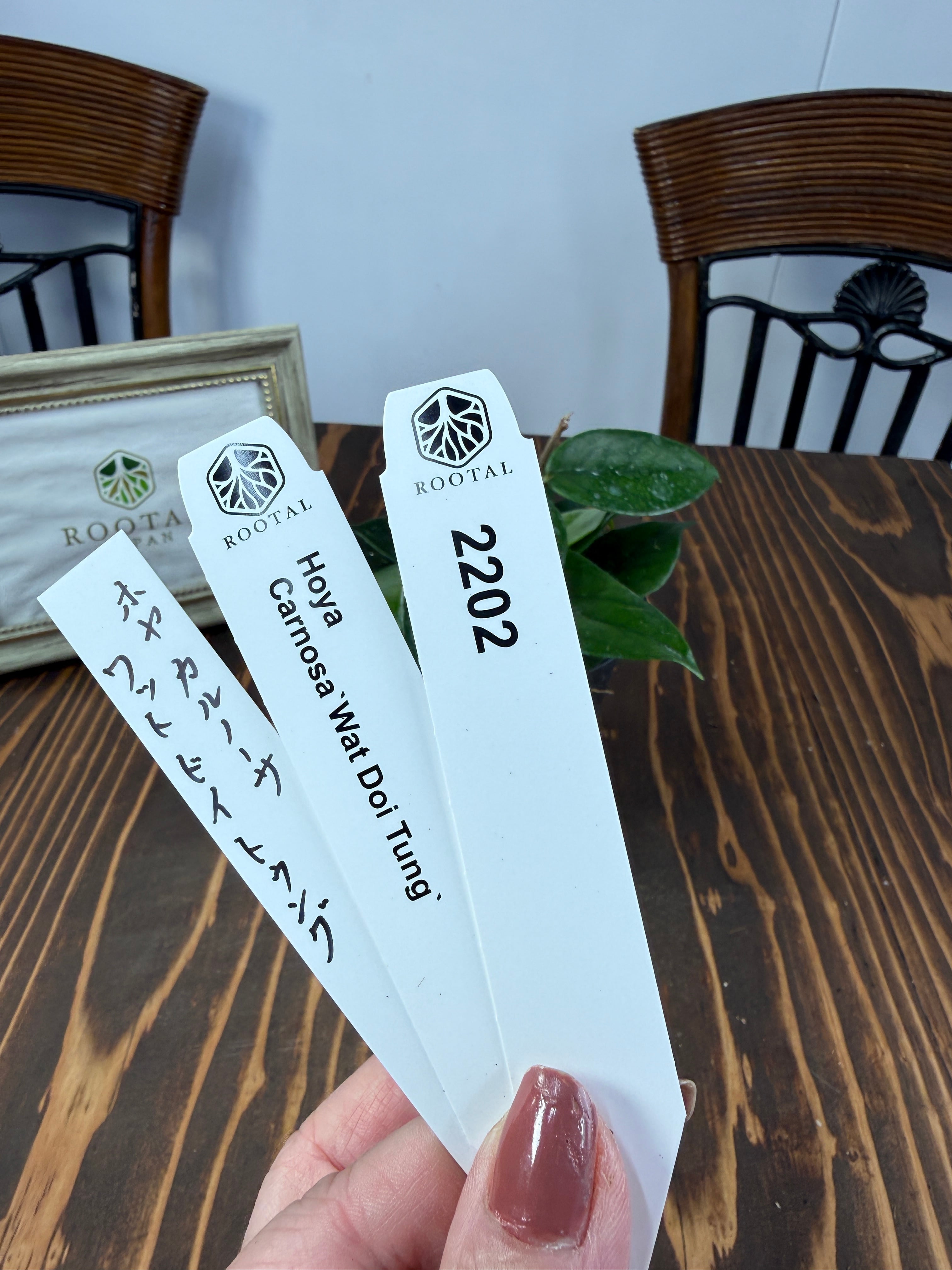 ★2202 ホヤ ワットドイトゥング(10㎝硬質ポット)