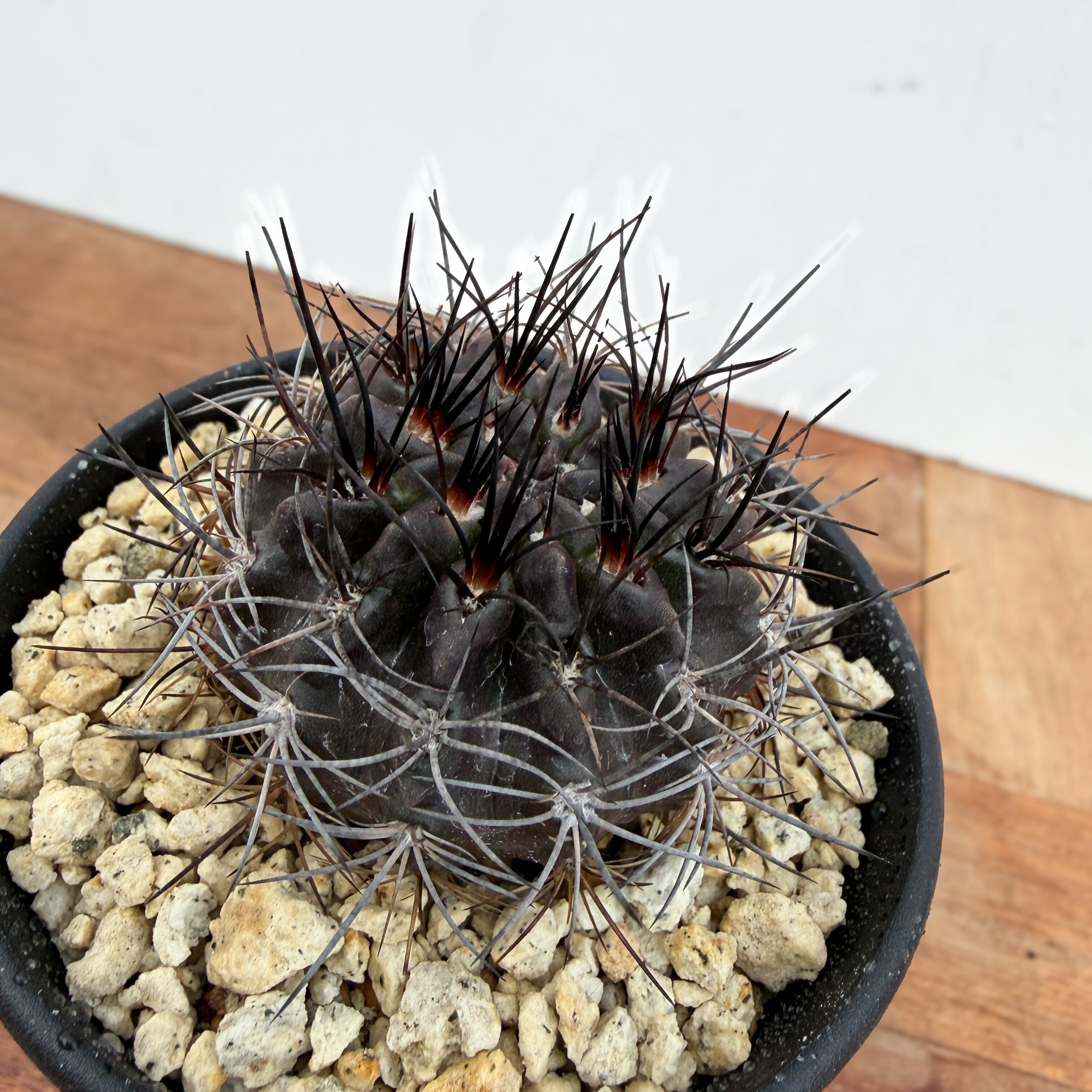 Neochilenia pulchella v.esmeraldana【ネオチレニア・プルケラ・実生