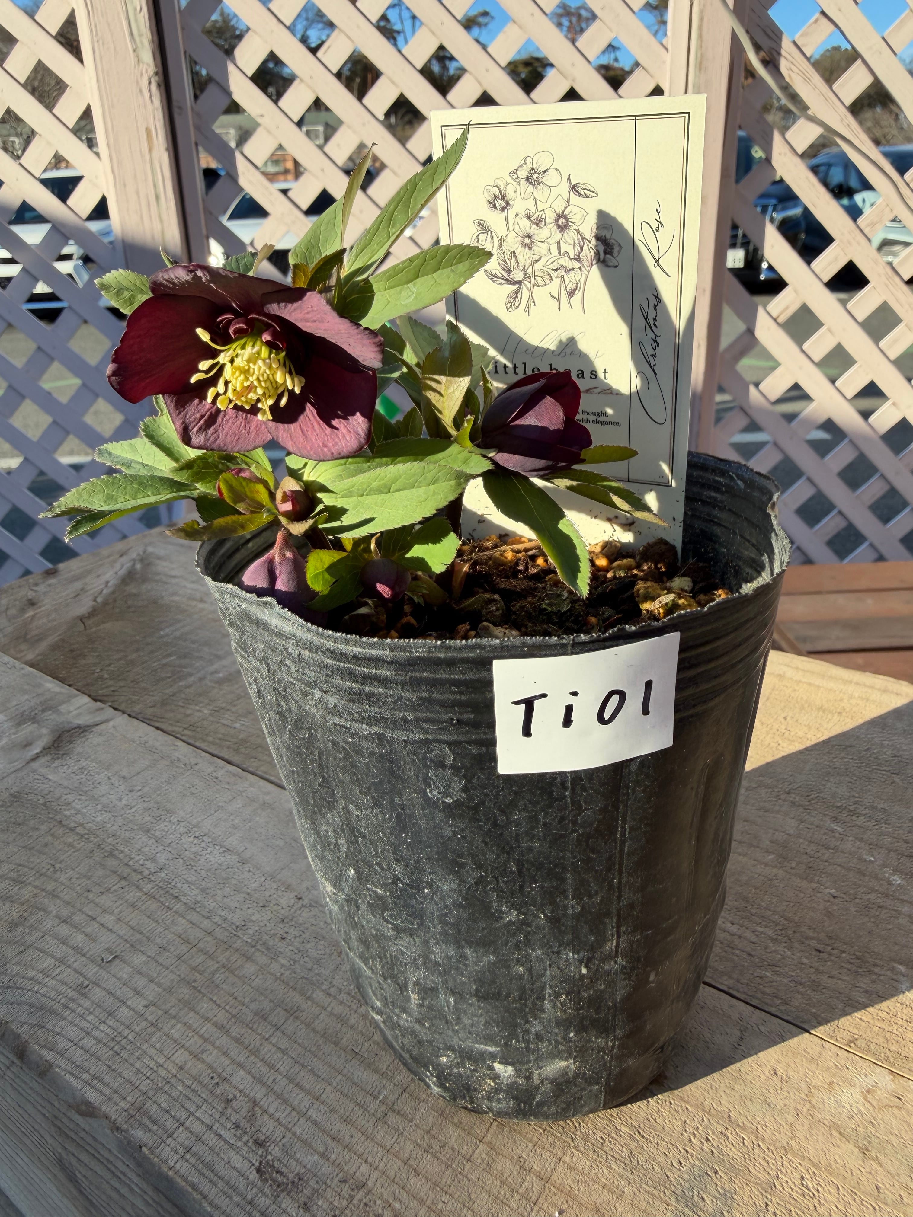 リトルビースト デュメ系ダークパープル 高橋育苗 クリスマスローズ