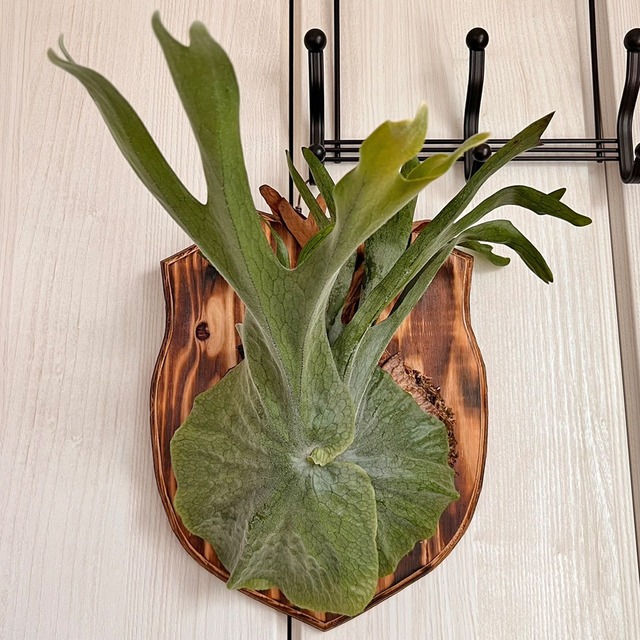 ビカクシダ グランデ 板付 【観葉植物 壁掛け コウモリラン】